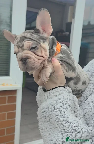 French Bulldog Puppies for Sale – Healthy, Family- image 4