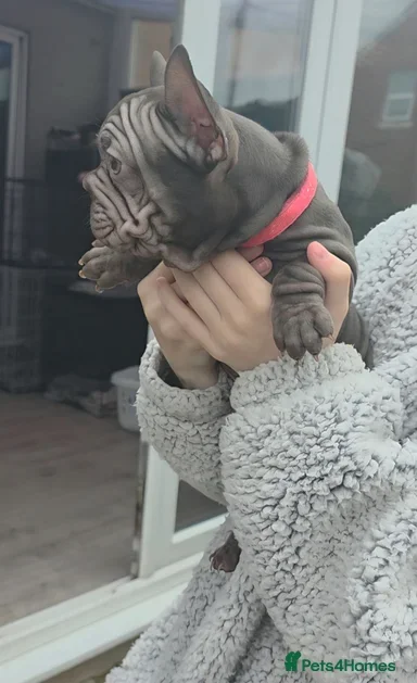 French Bulldog Puppies for Sale – Healthy, Family- image 6