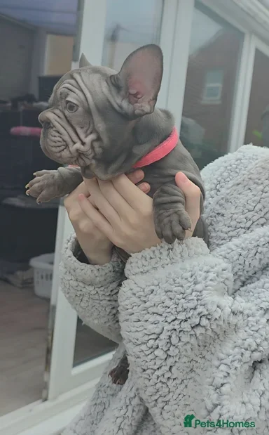 French Bulldog Puppies for Sale – Healthy, Family- image 2