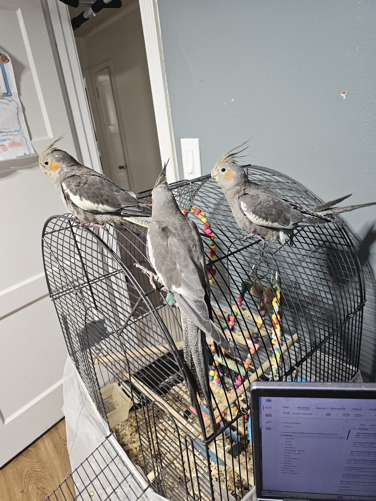 tame and hand fed baby cockatiels. image 1