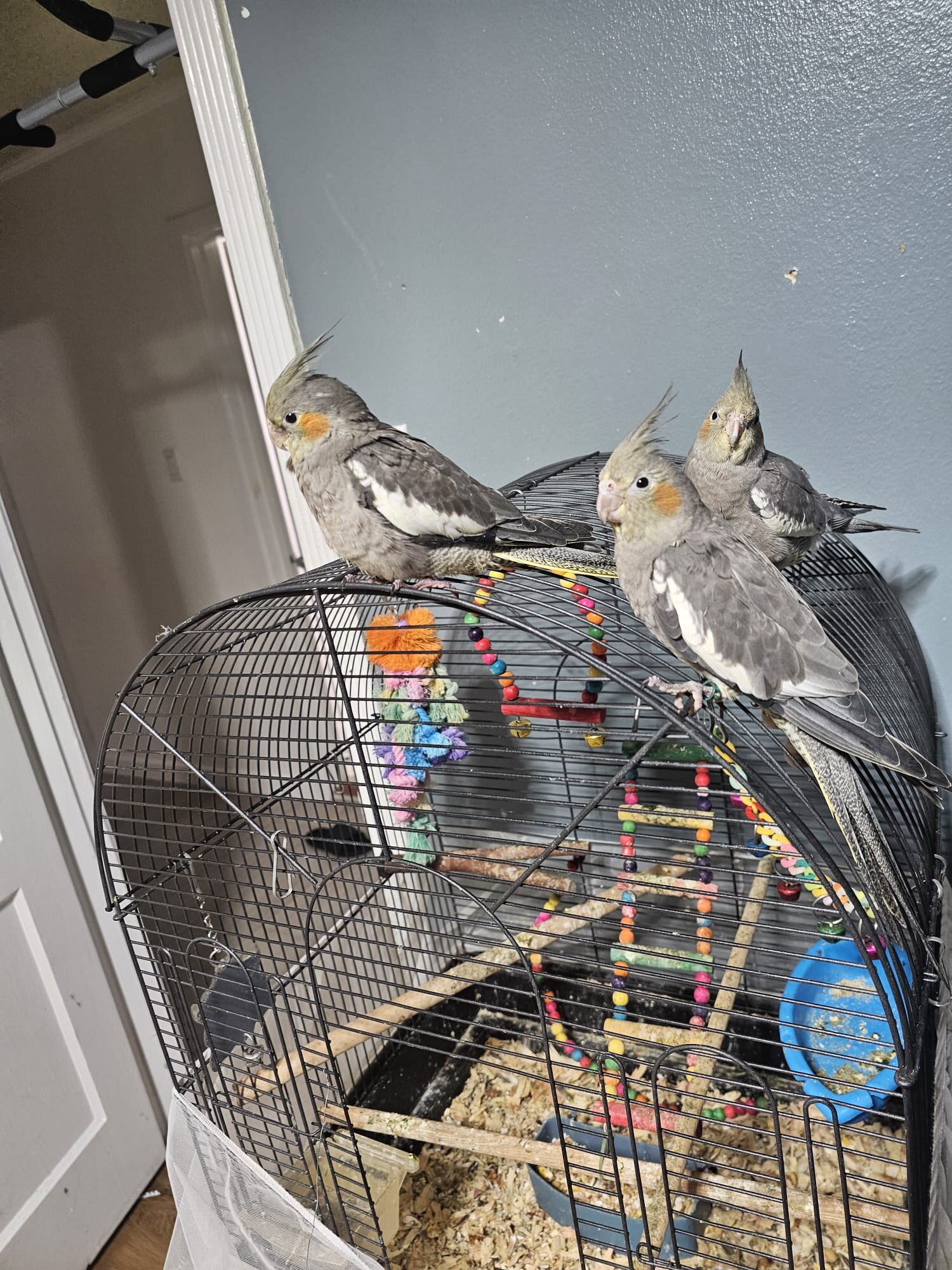 tame and hand fed baby cockatiels. image 2