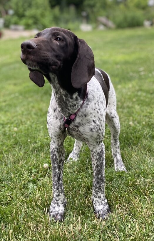 GSP PUPPIES!!! image 1