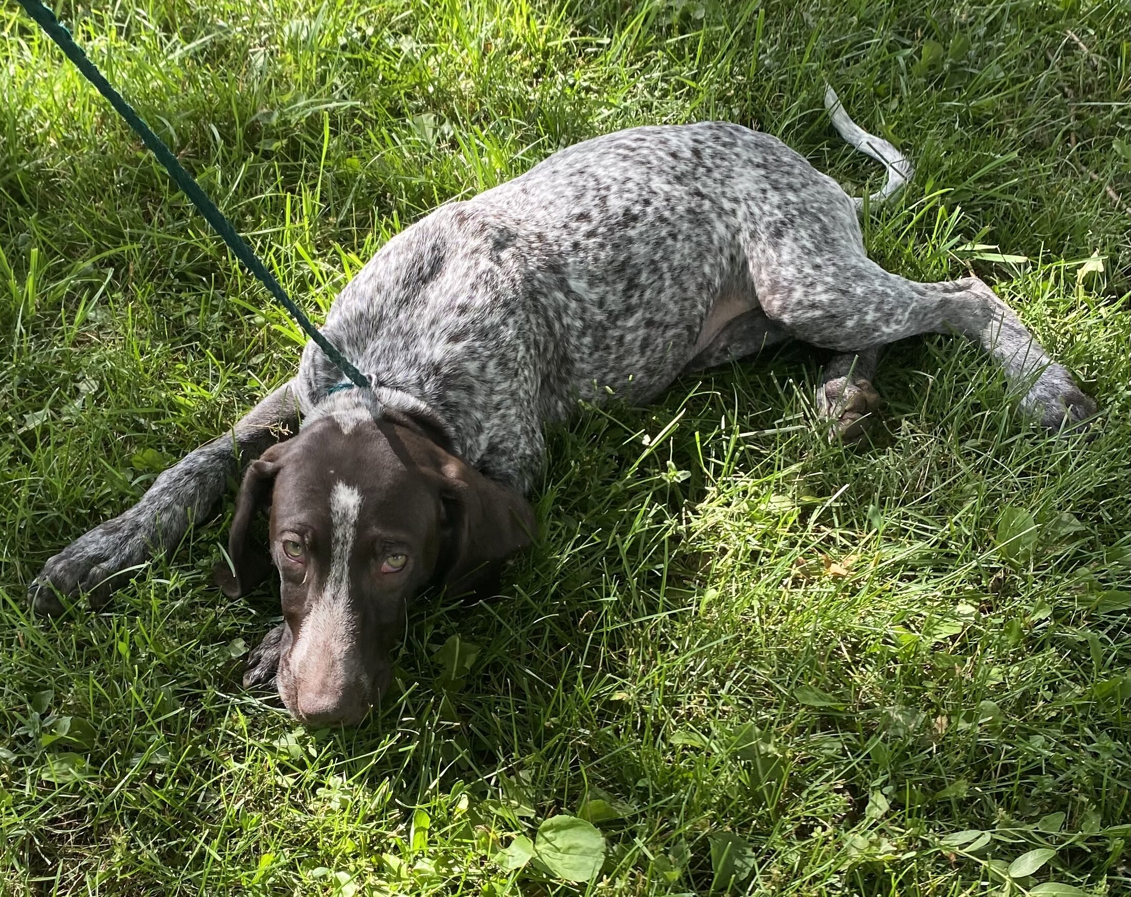 GSP PUPPIES!!! image 2