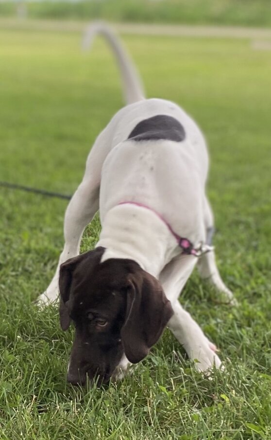 GSP PUPPIES!!! image 3