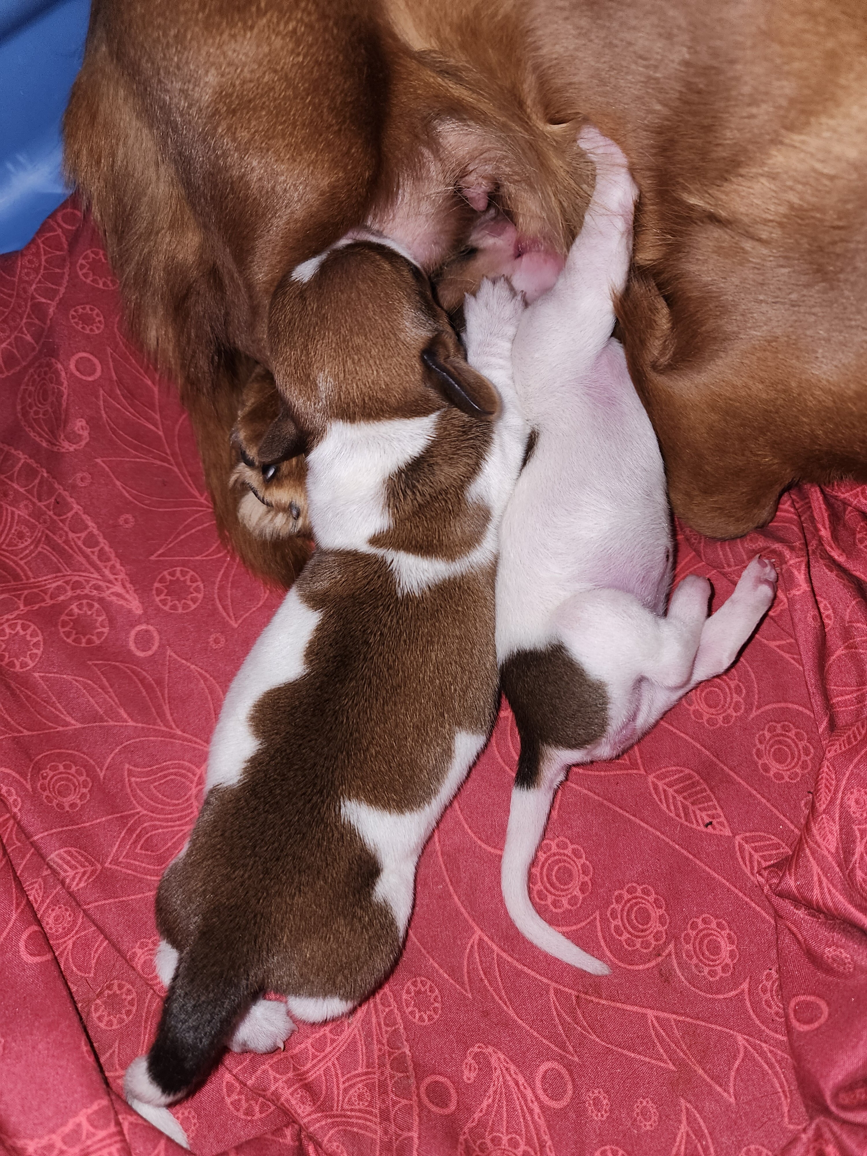 Miniature dachshund male image 1