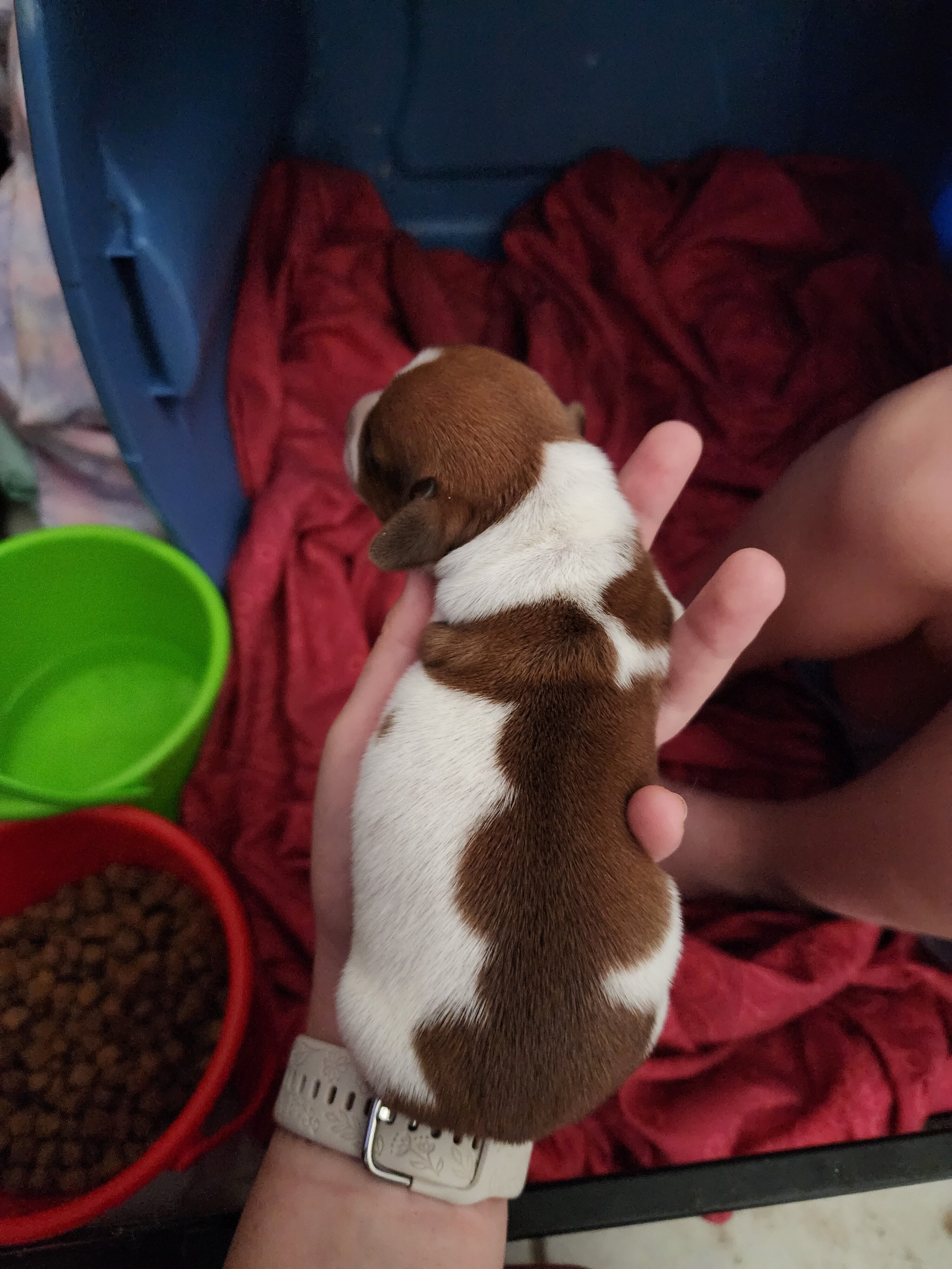 Miniature dachshund male image 2