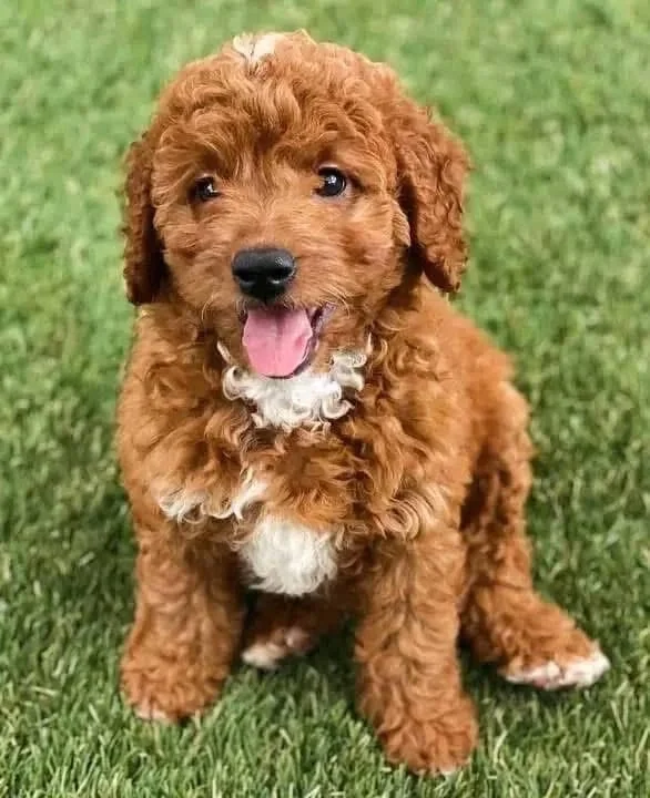 Mini Goldendoodle Puppies image 1