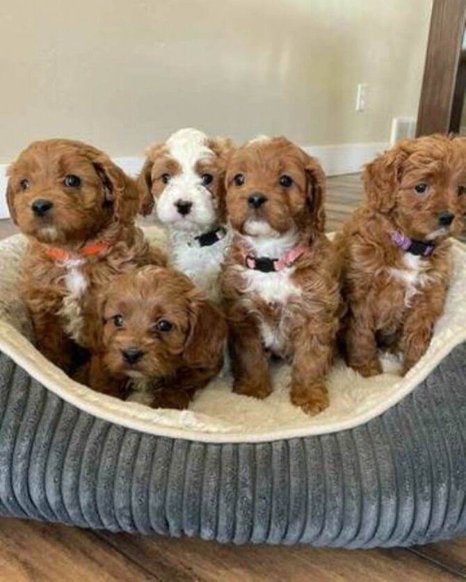 Amazing Mini Goldendoodle puppies available F1 image 1