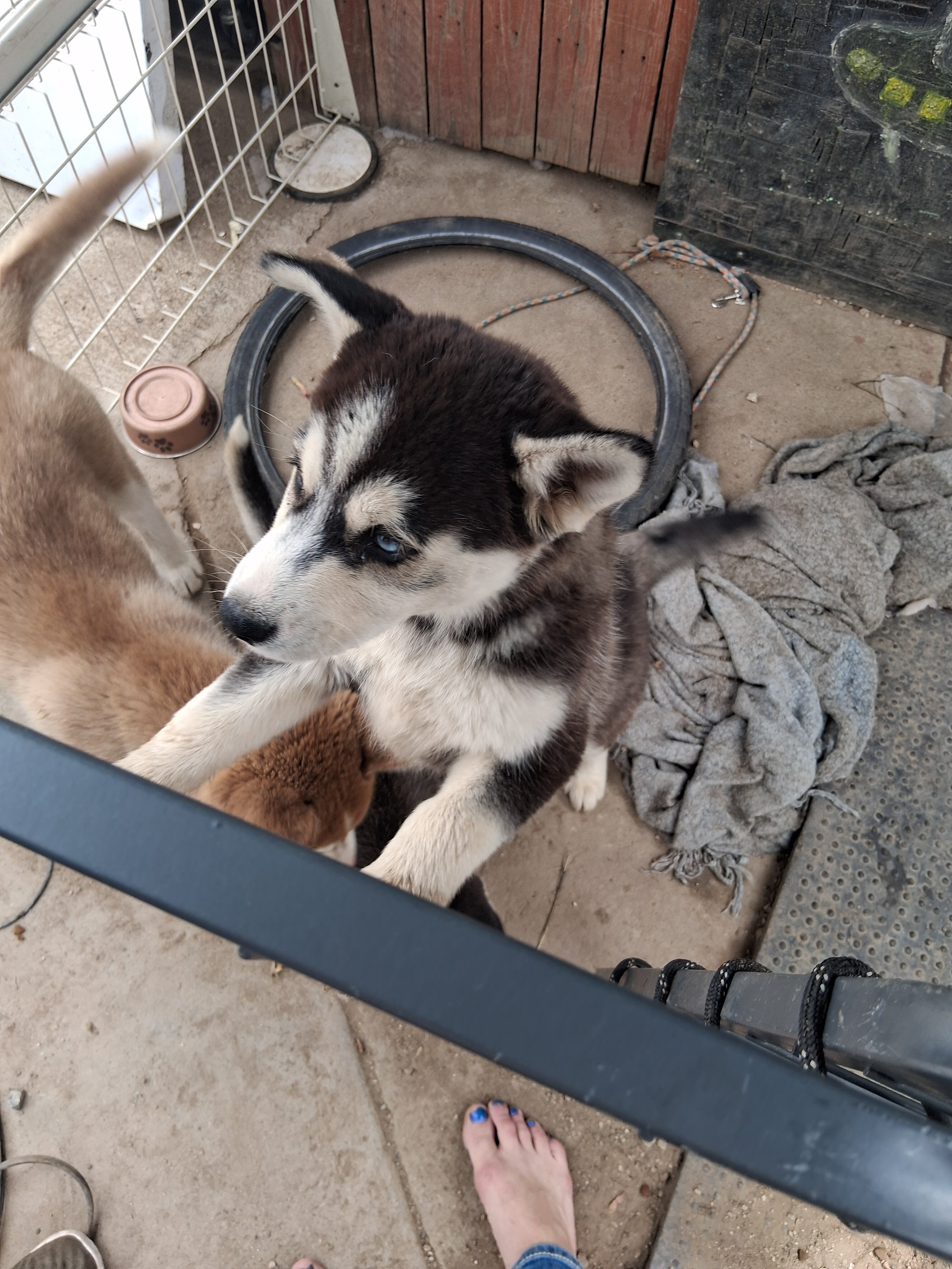 husky pups image 1