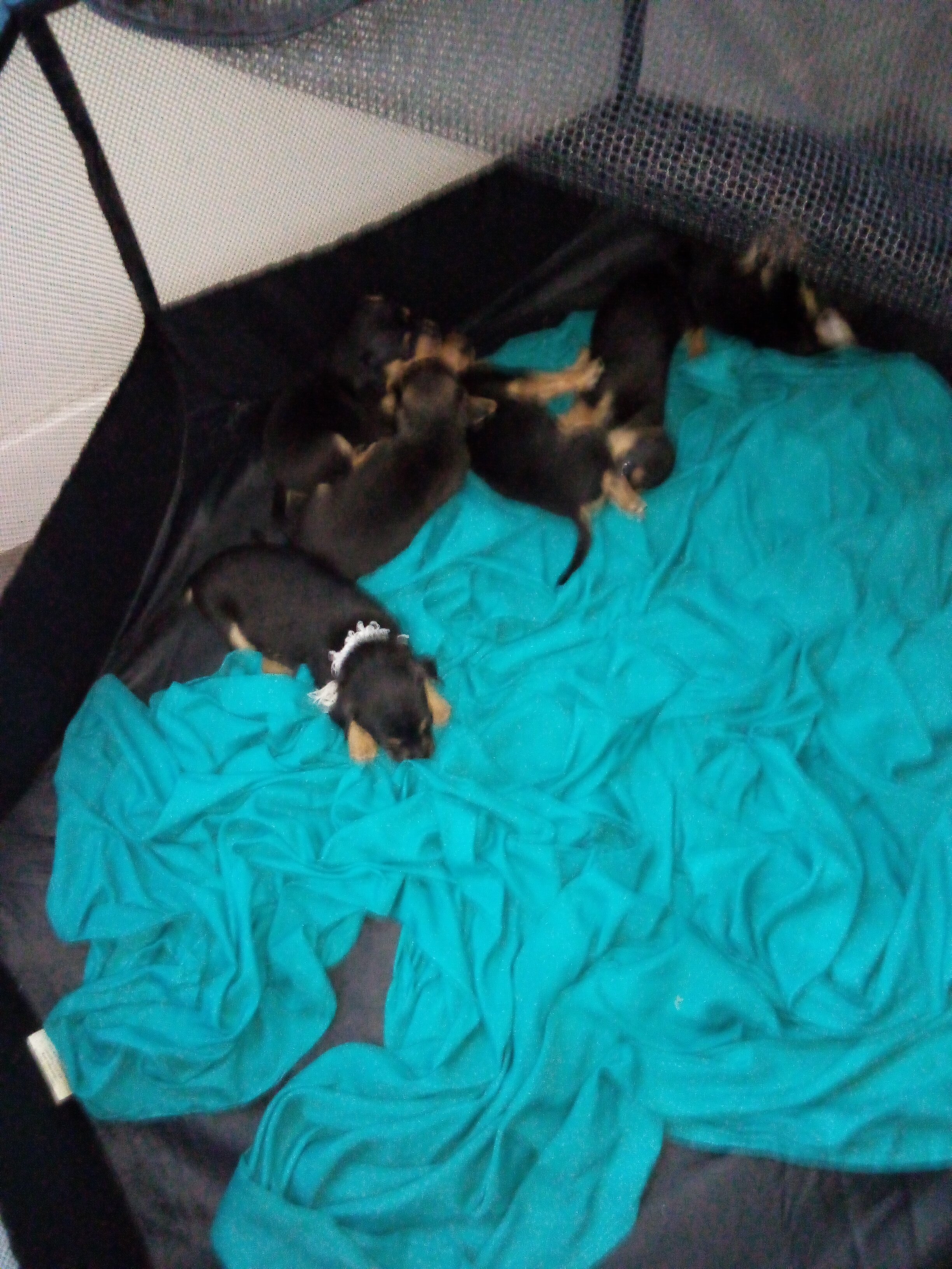 Chihuahua French bulldog mix puppies image 1