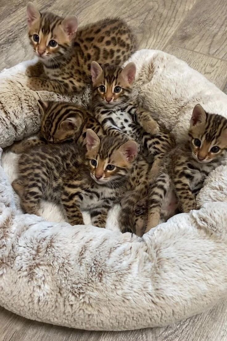 Bengal kittens image 3