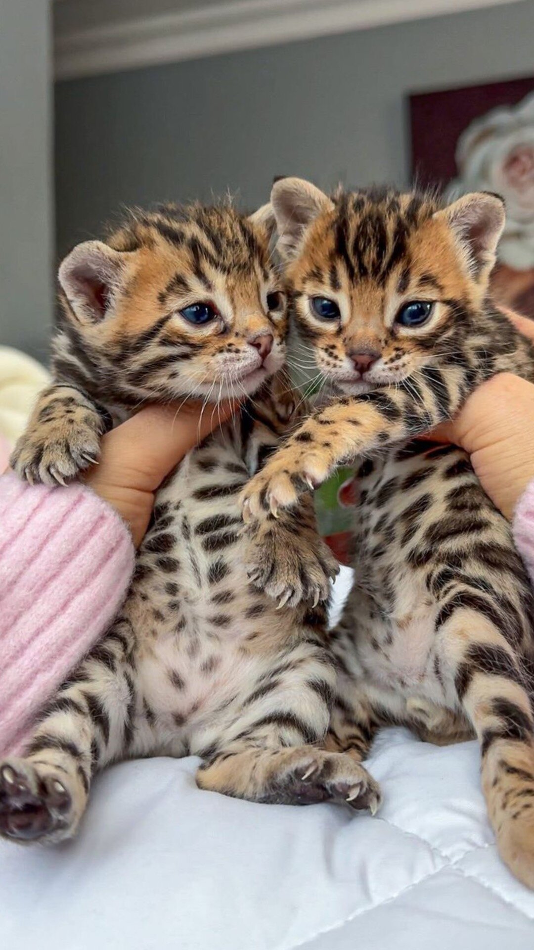 Bengal kittens image 2