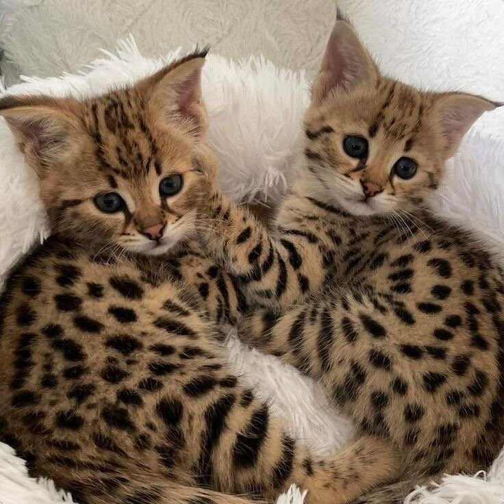 Bengal kittens image 1