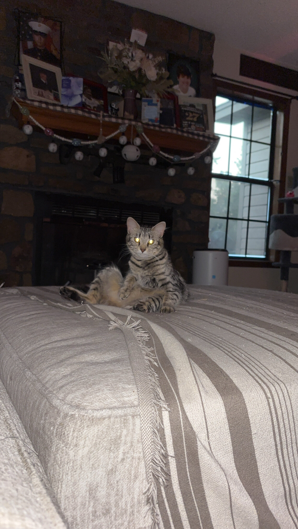 Free Maine coon/house cat mix image 5