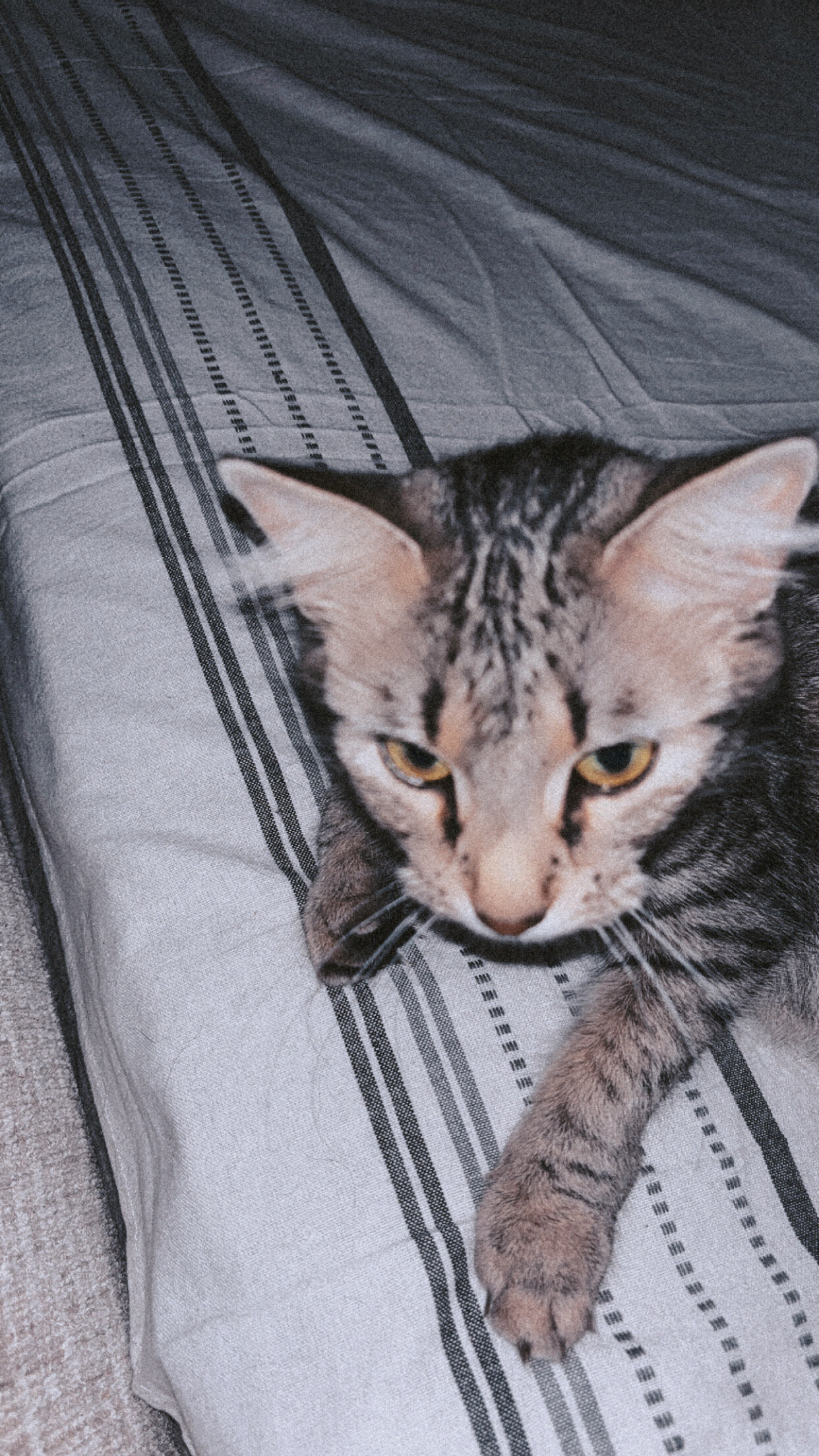 Free Maine coon/house cat mix image 4