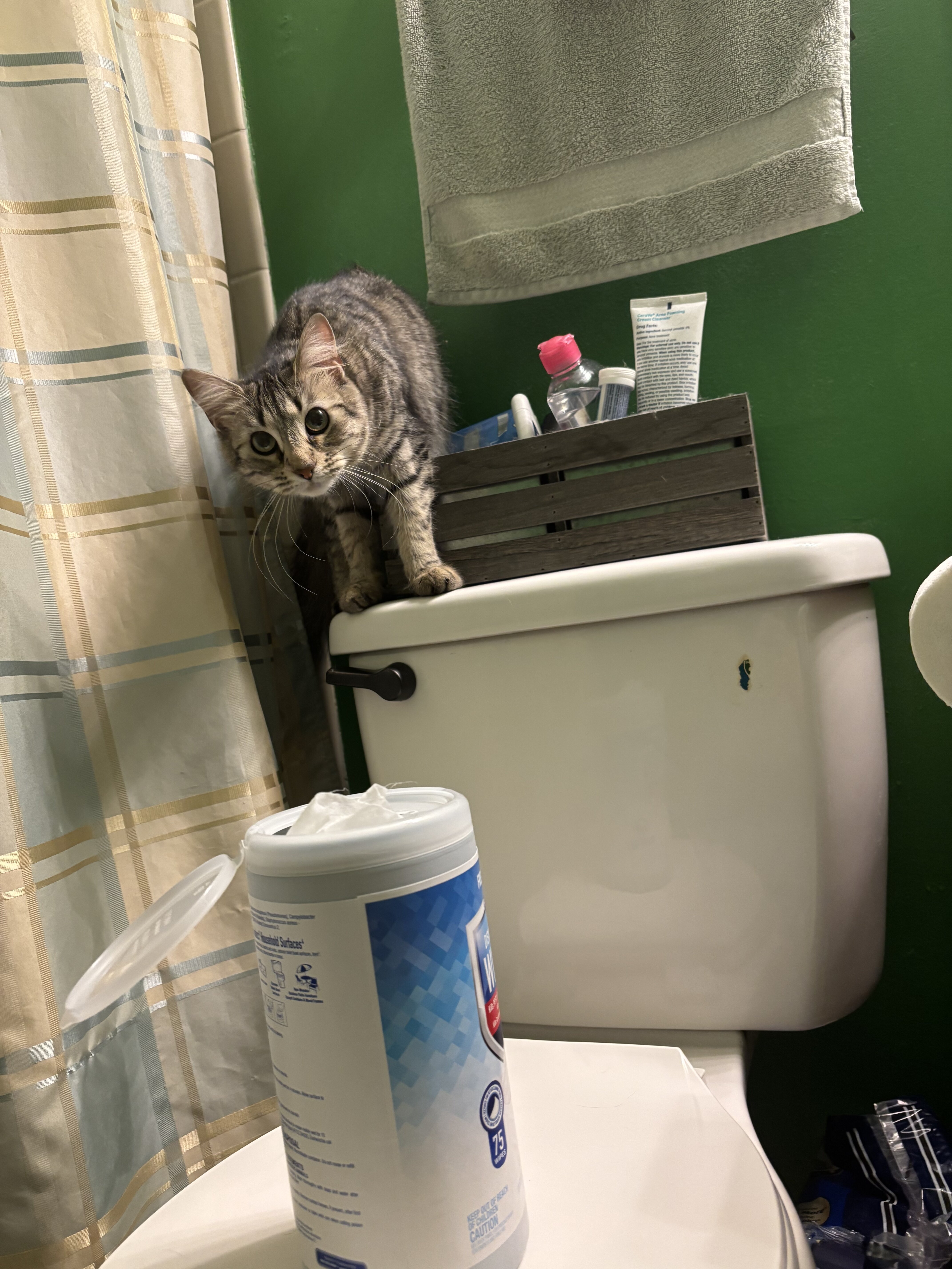 Free Maine coon/house cat mix image 3