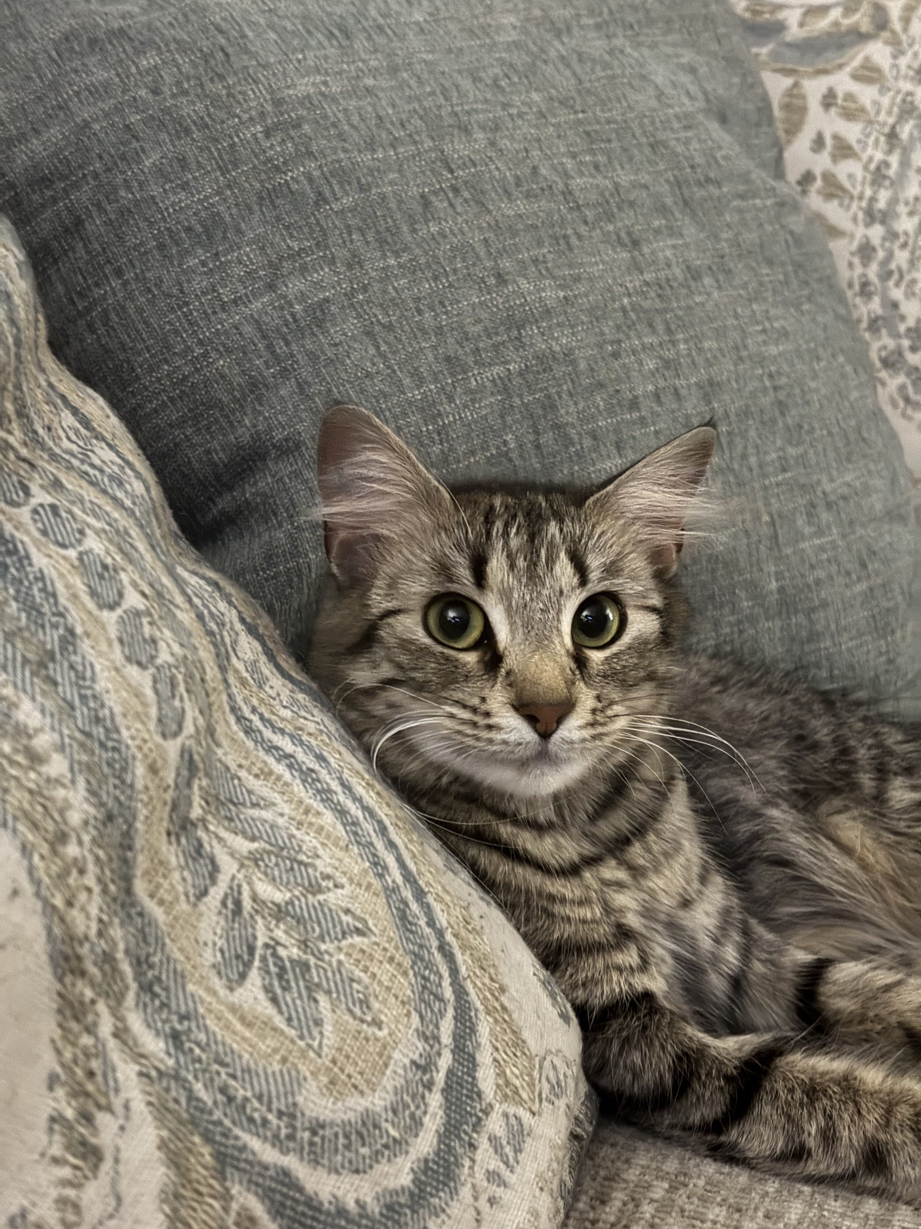 Free Maine coon/house cat mix image 2