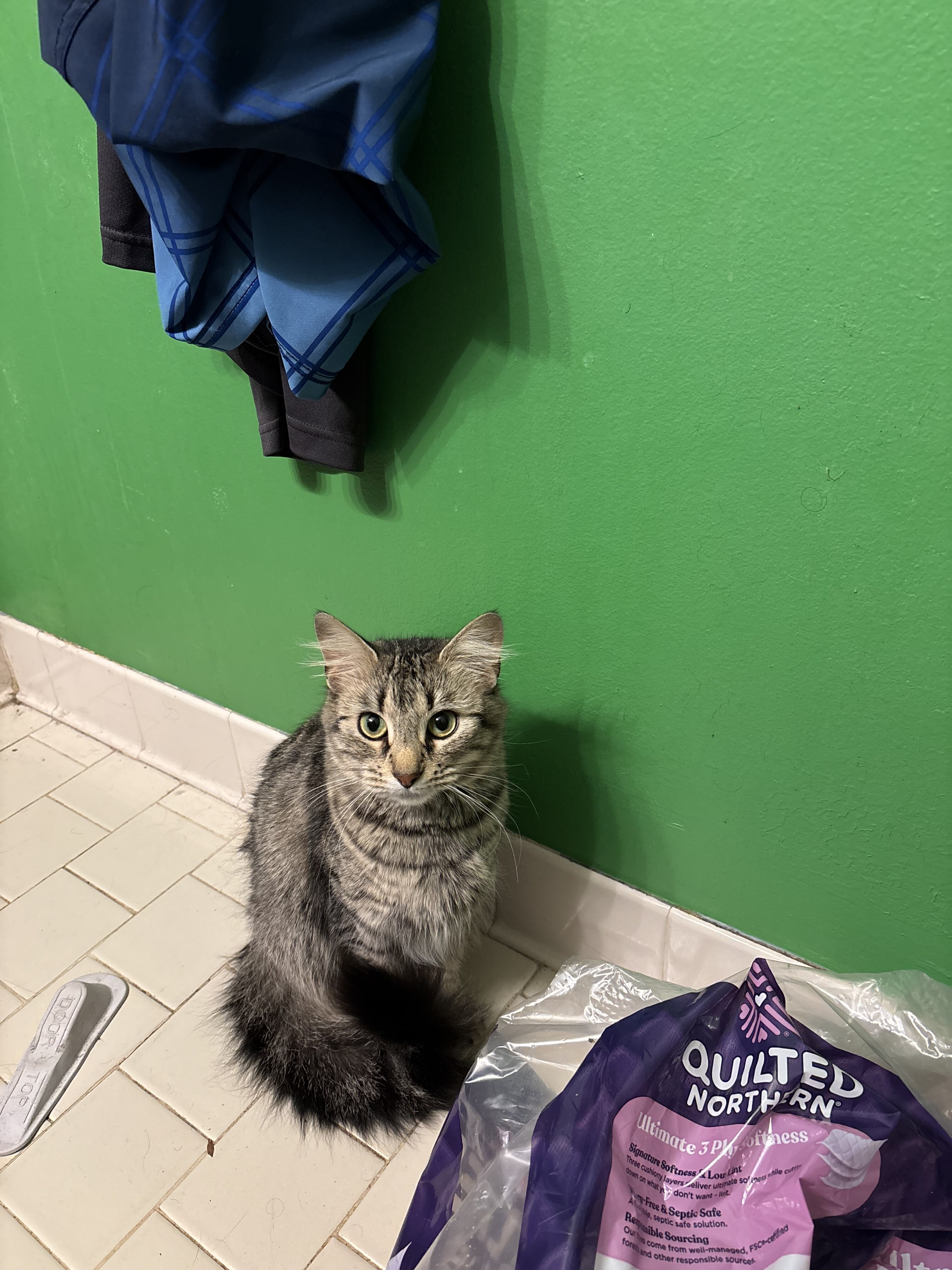 Free Maine coon/house cat mix image 1