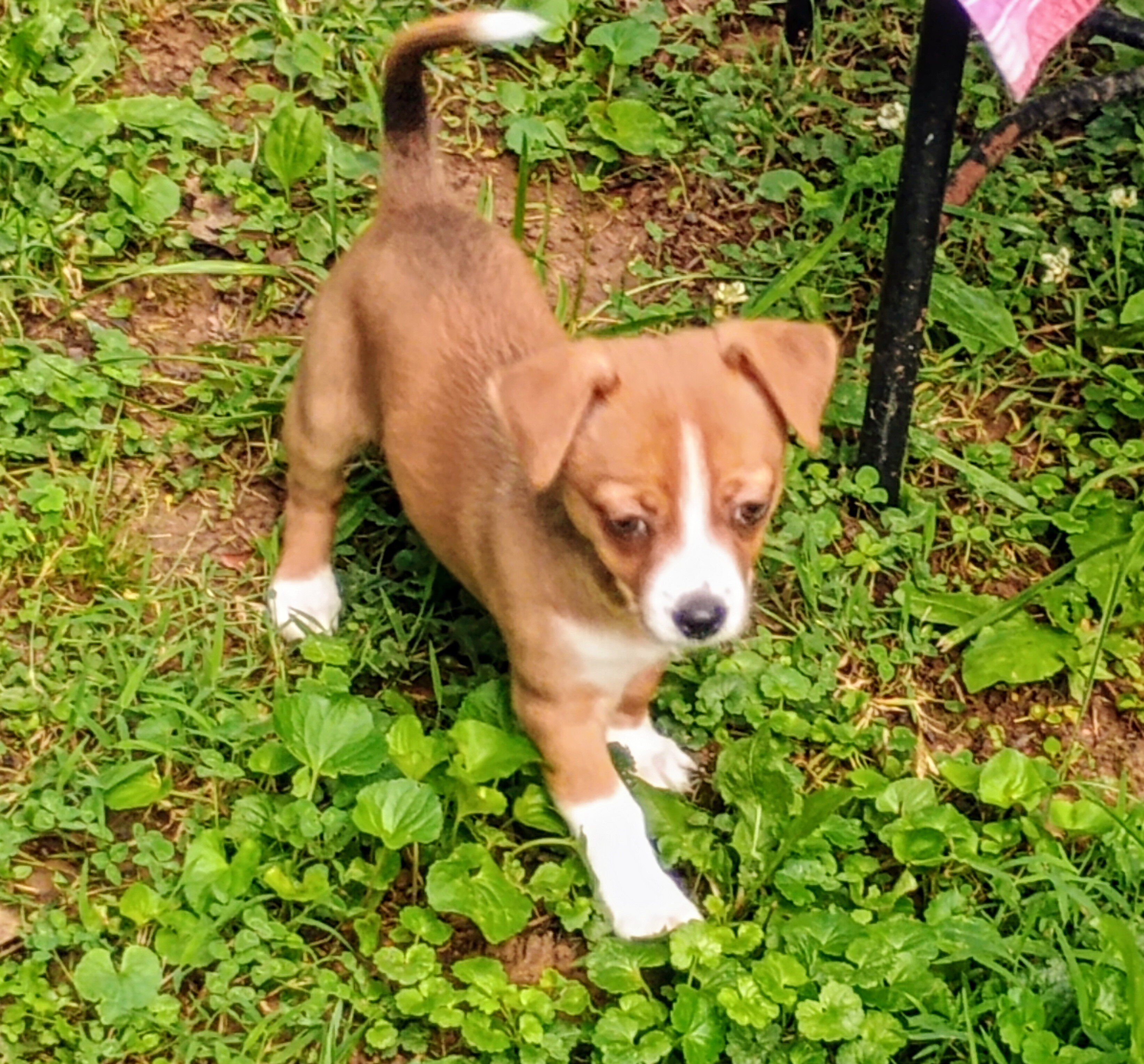 Chihuahua Powder Puff puppies image 2