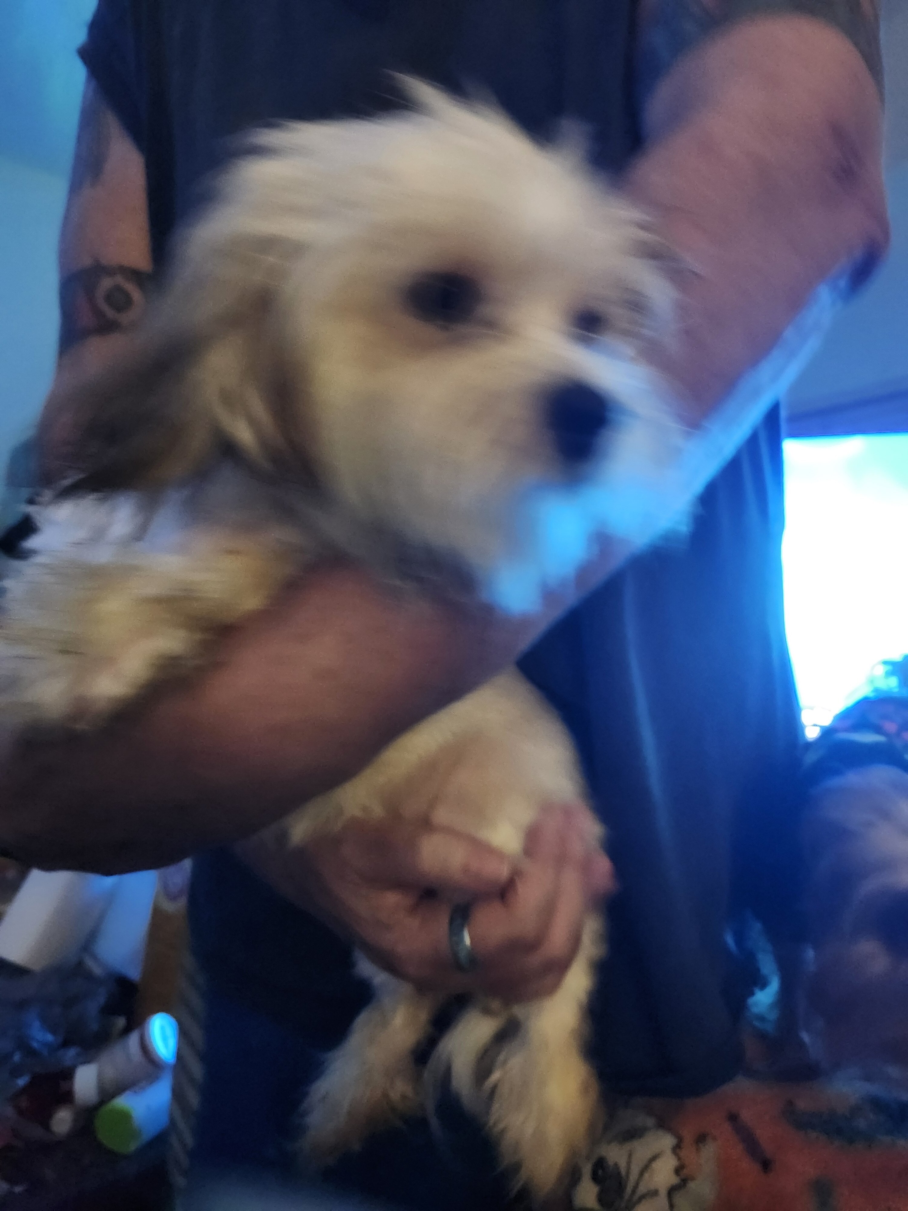 Puppies image 6