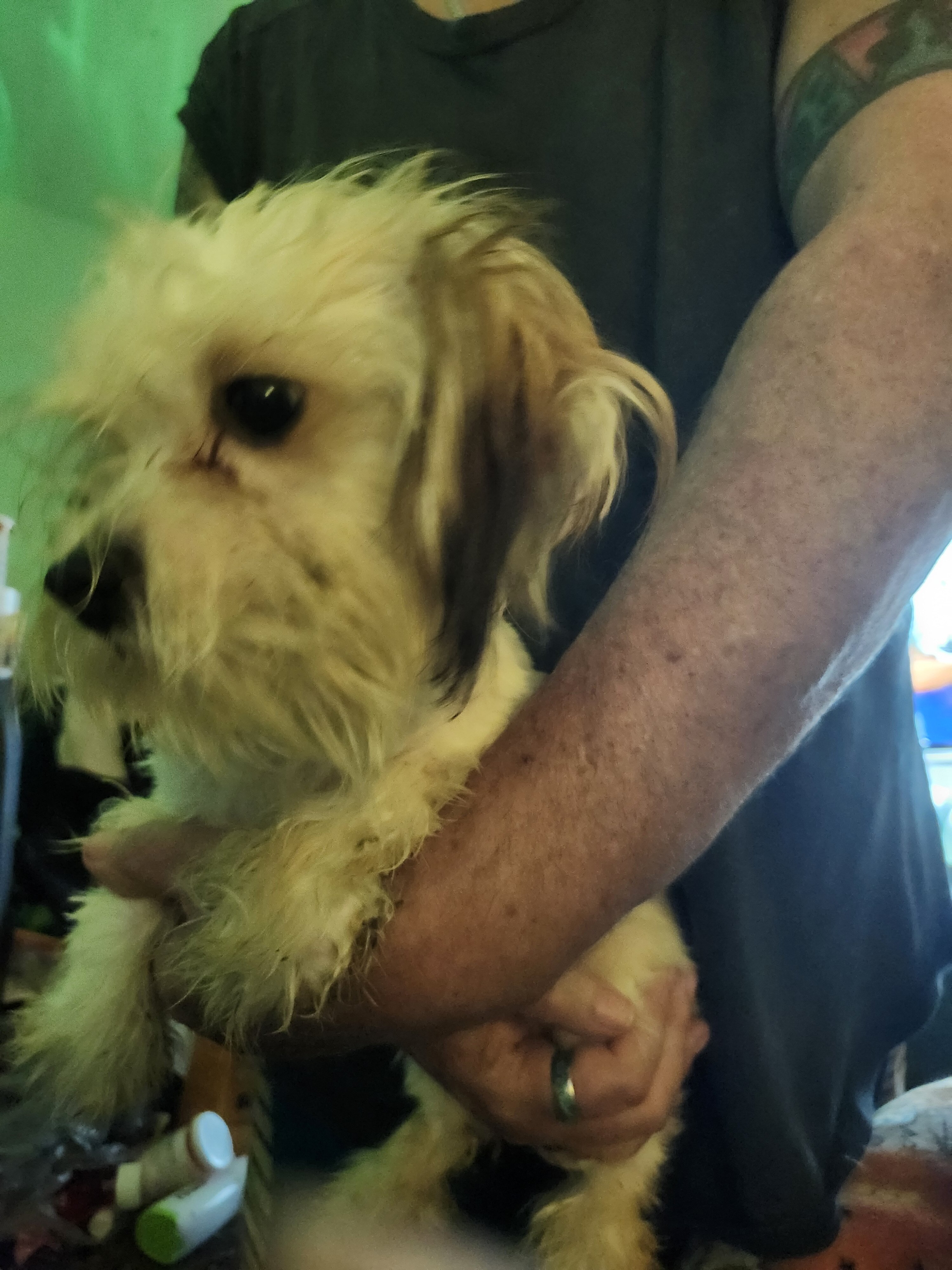 Puppies image 5