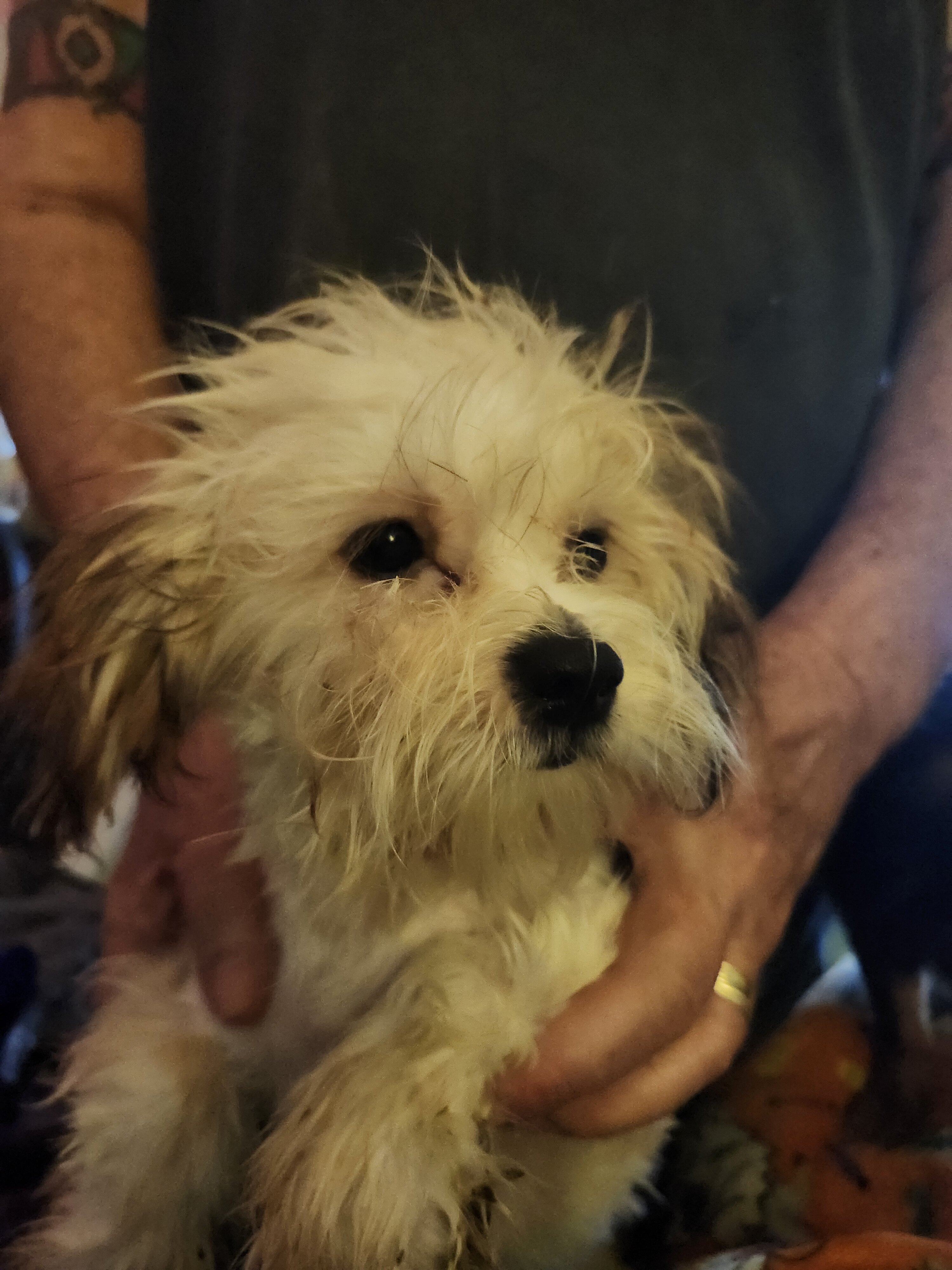 Puppies image 4