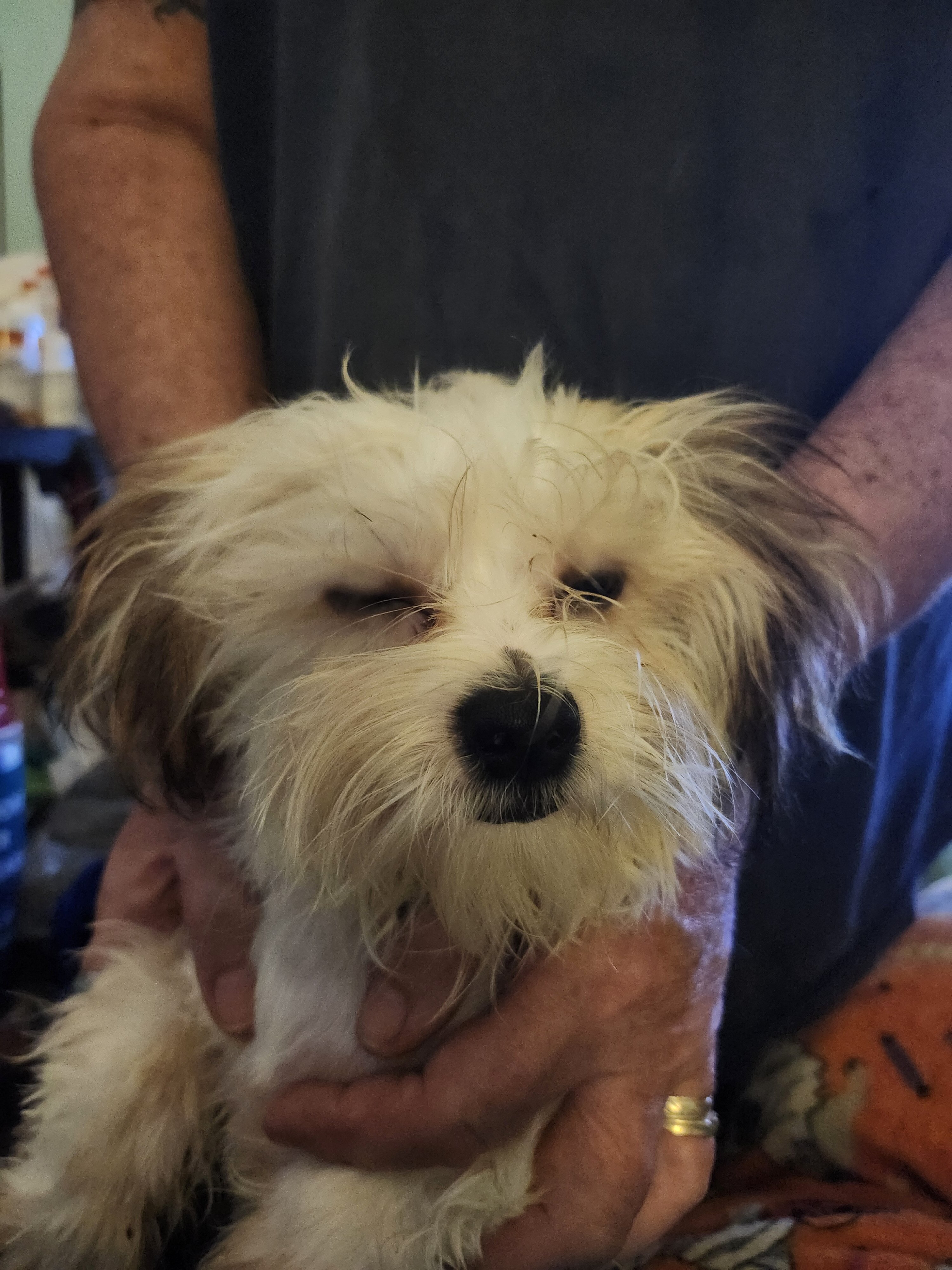 Puppies image 2