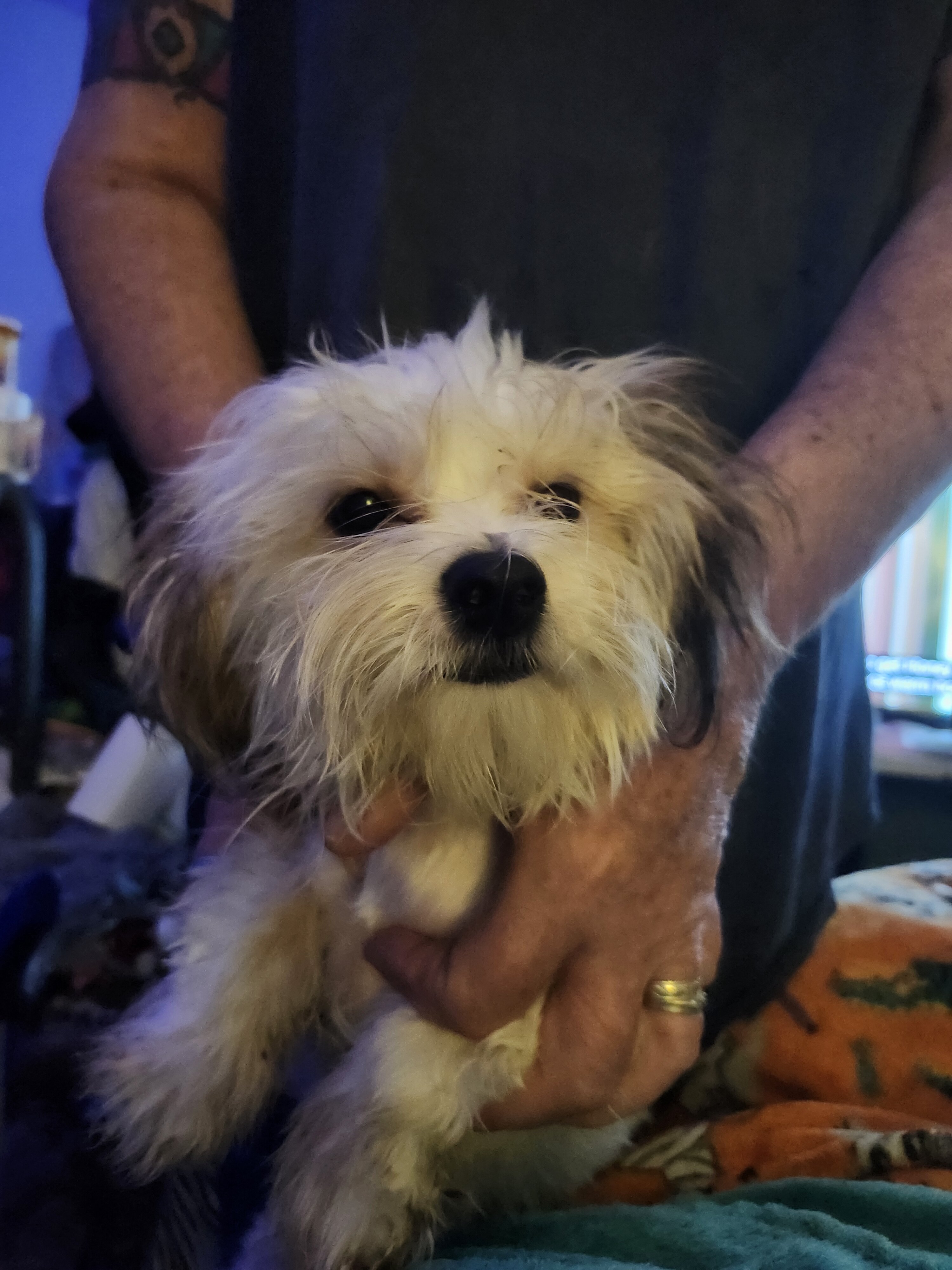 Puppies image 1