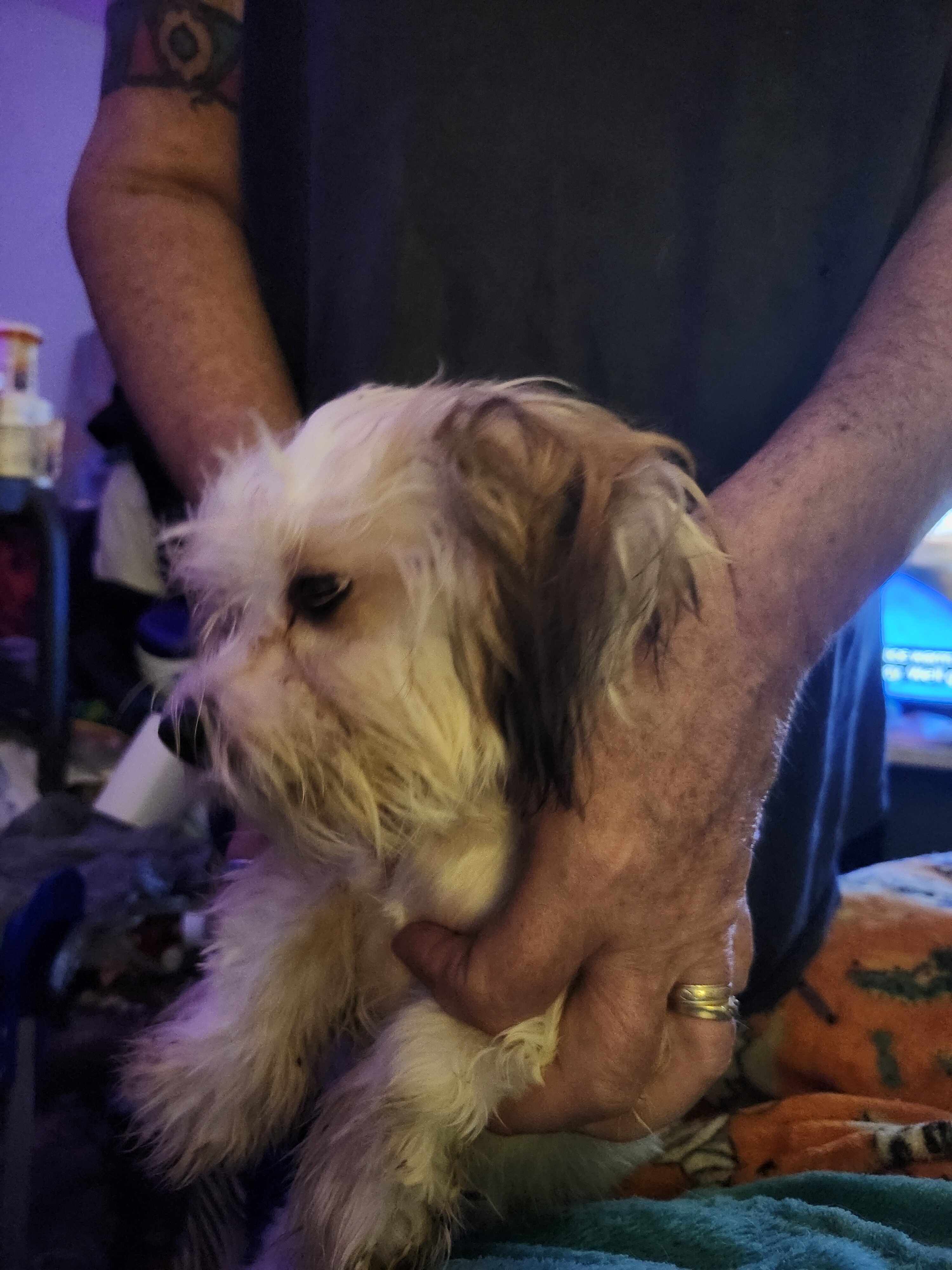 Puppies image 3