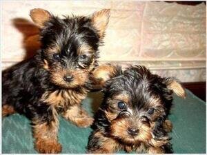 Gorgeous Teacup Yorkie puppies image 1