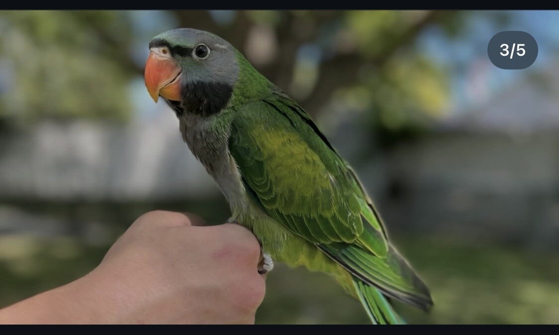 Derbyan Parakeet, hand fed image 2