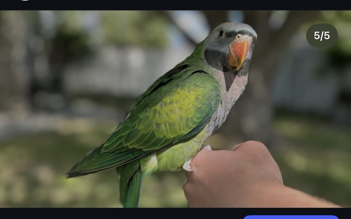 Derbyan Parakeet, hand fed image 1