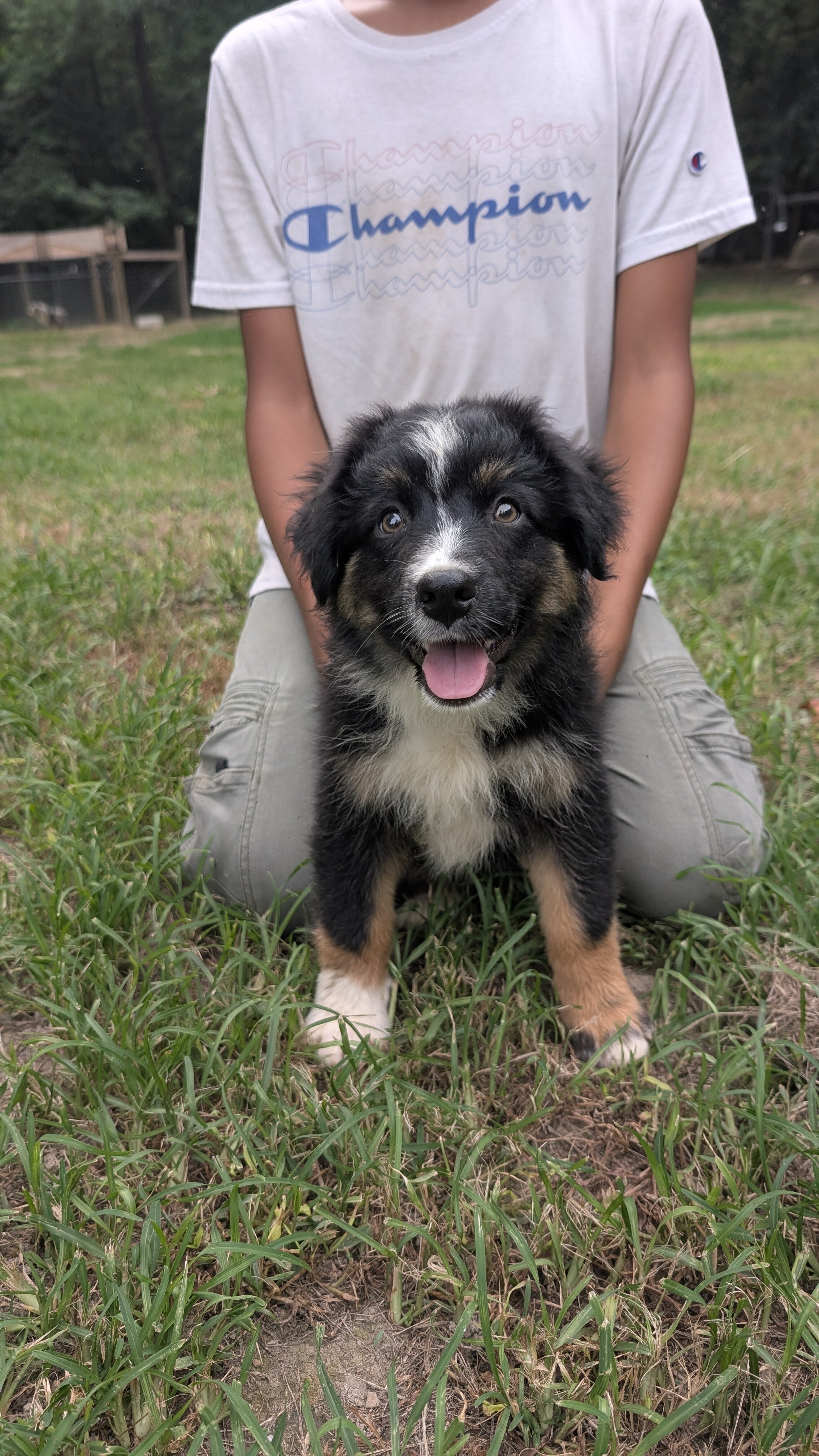 Stunning Australian Shepherd puppies image 1