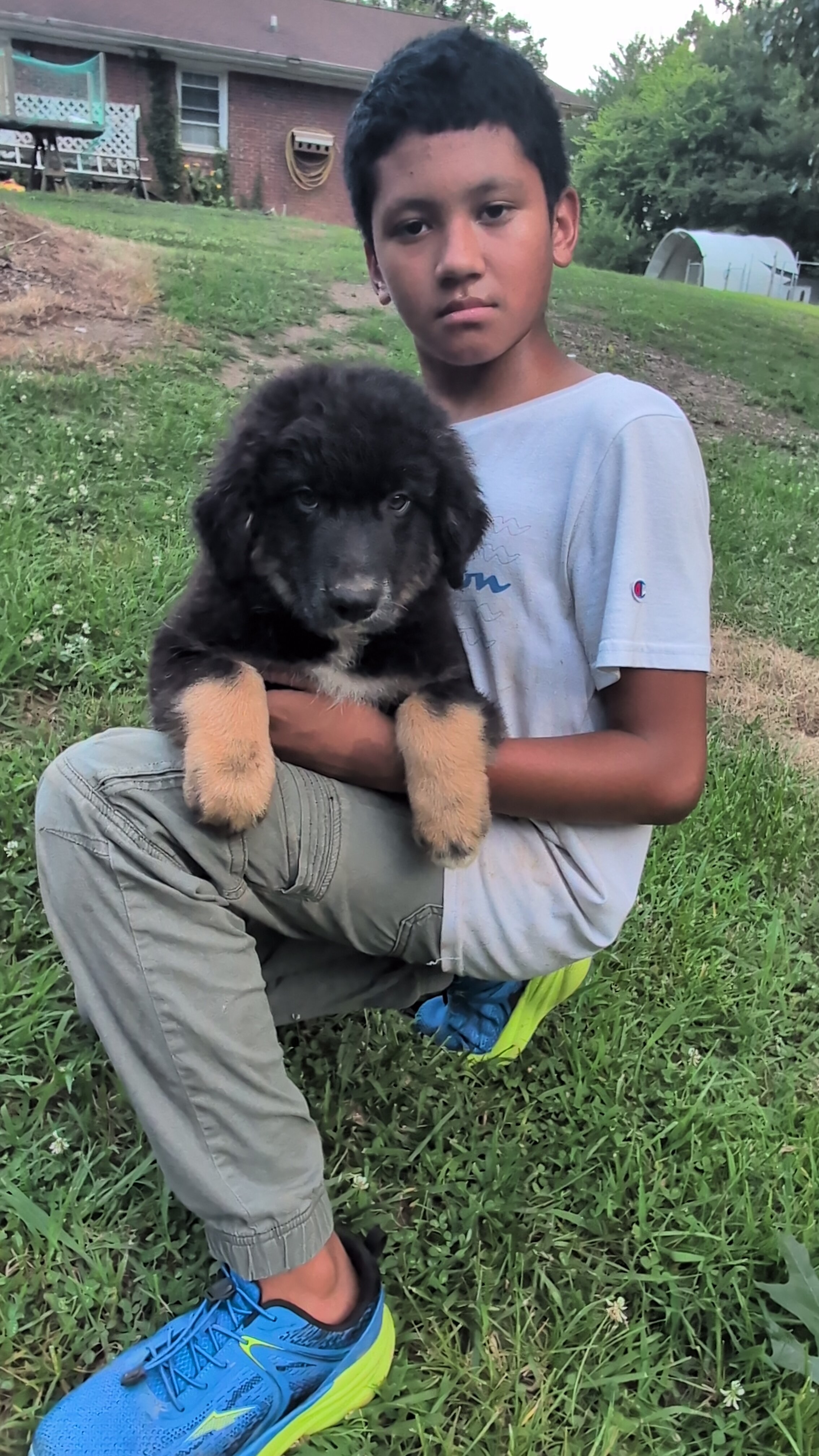 Stunning Australian Shepherd puppies image 2
