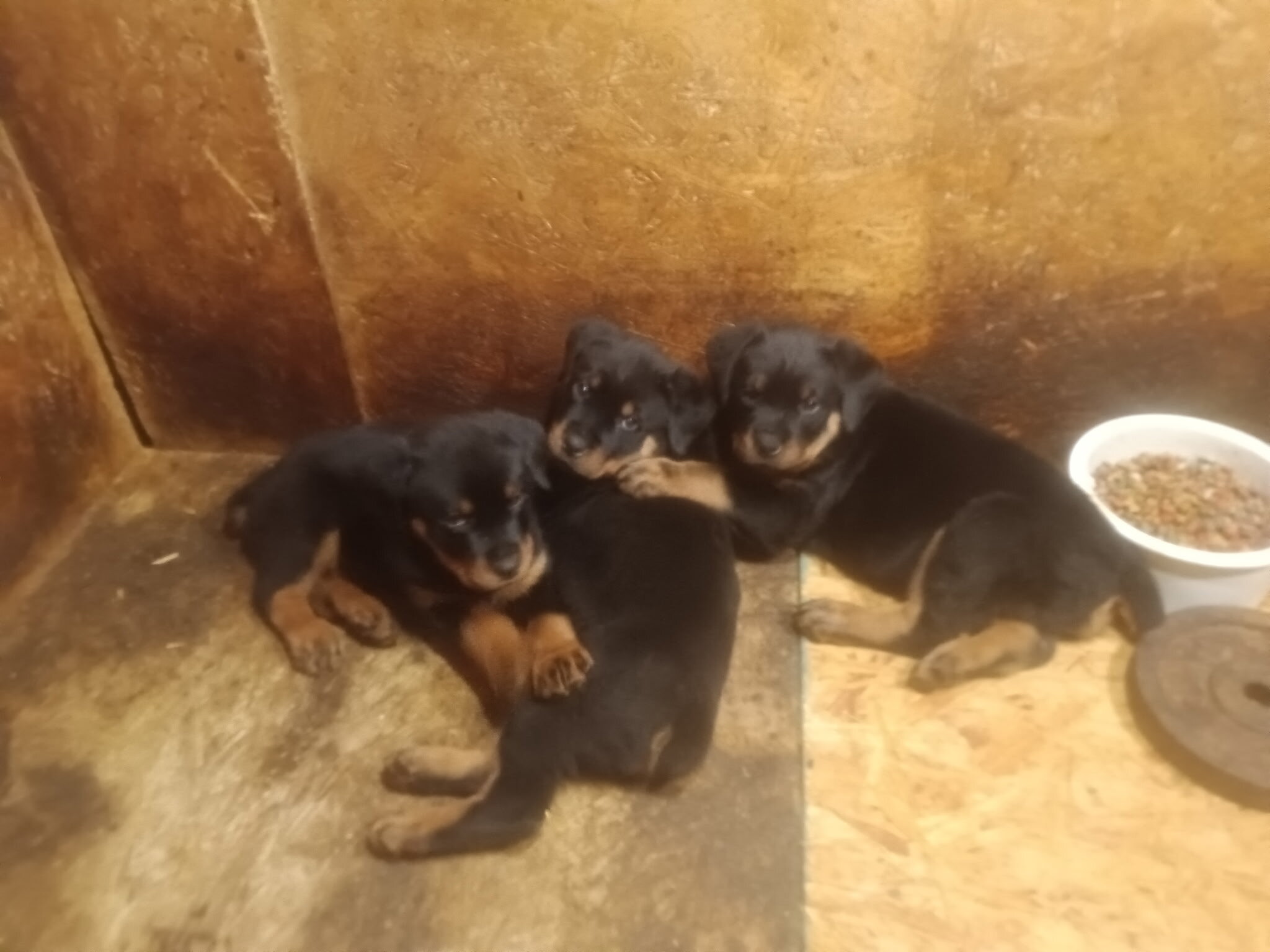German Rottweilers Puppies Available image 1