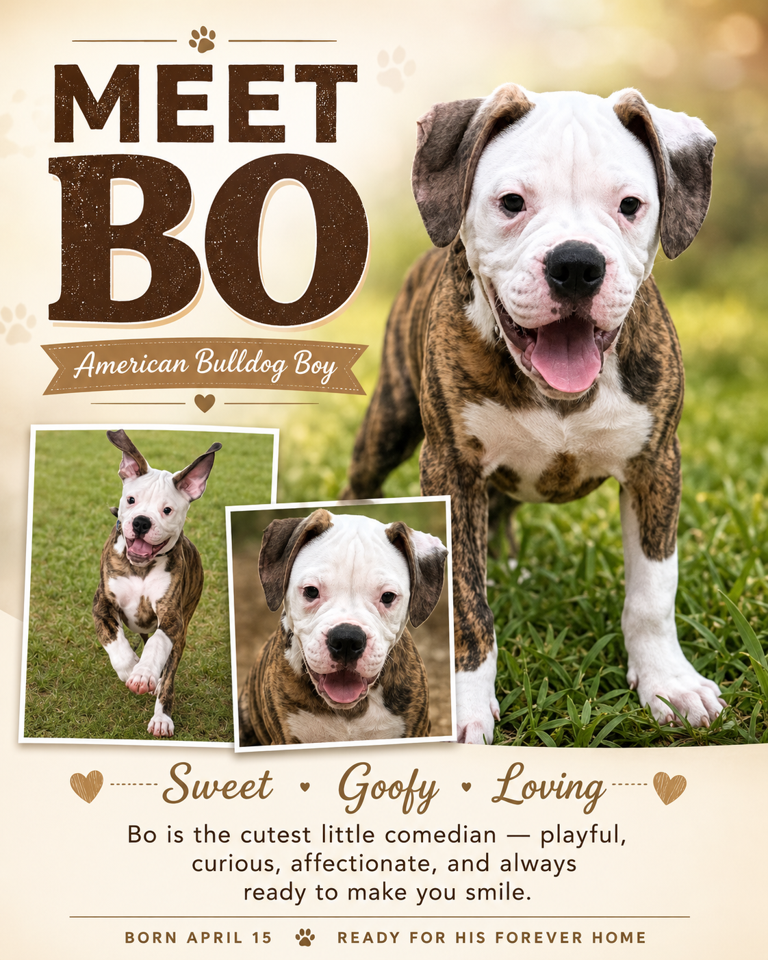 NKC American Bulldog Puppy, Bo — Our Sweet Little image 2