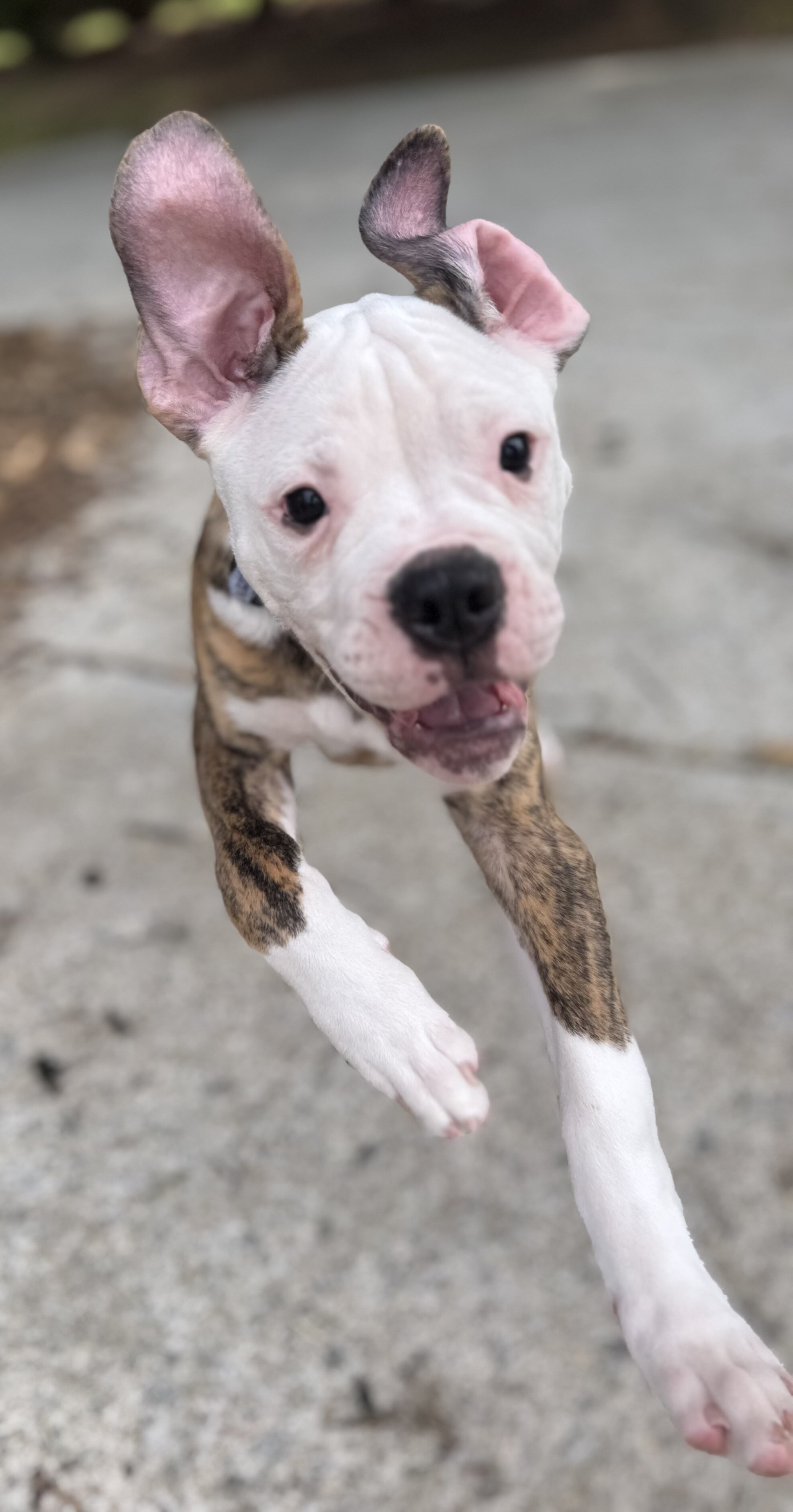 NKC American Bulldog Puppy, Bo — Our Sweet Little image 3