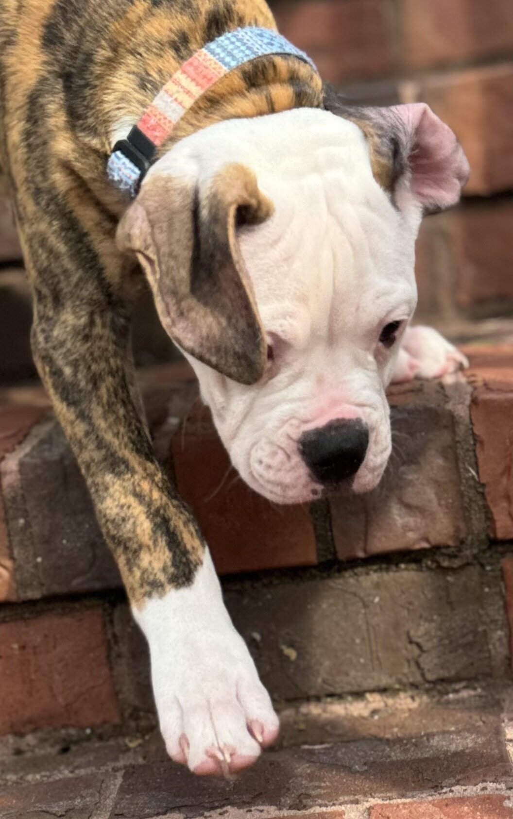 NKC American Bulldog Puppy, Bo — Our Sweet Little image 4