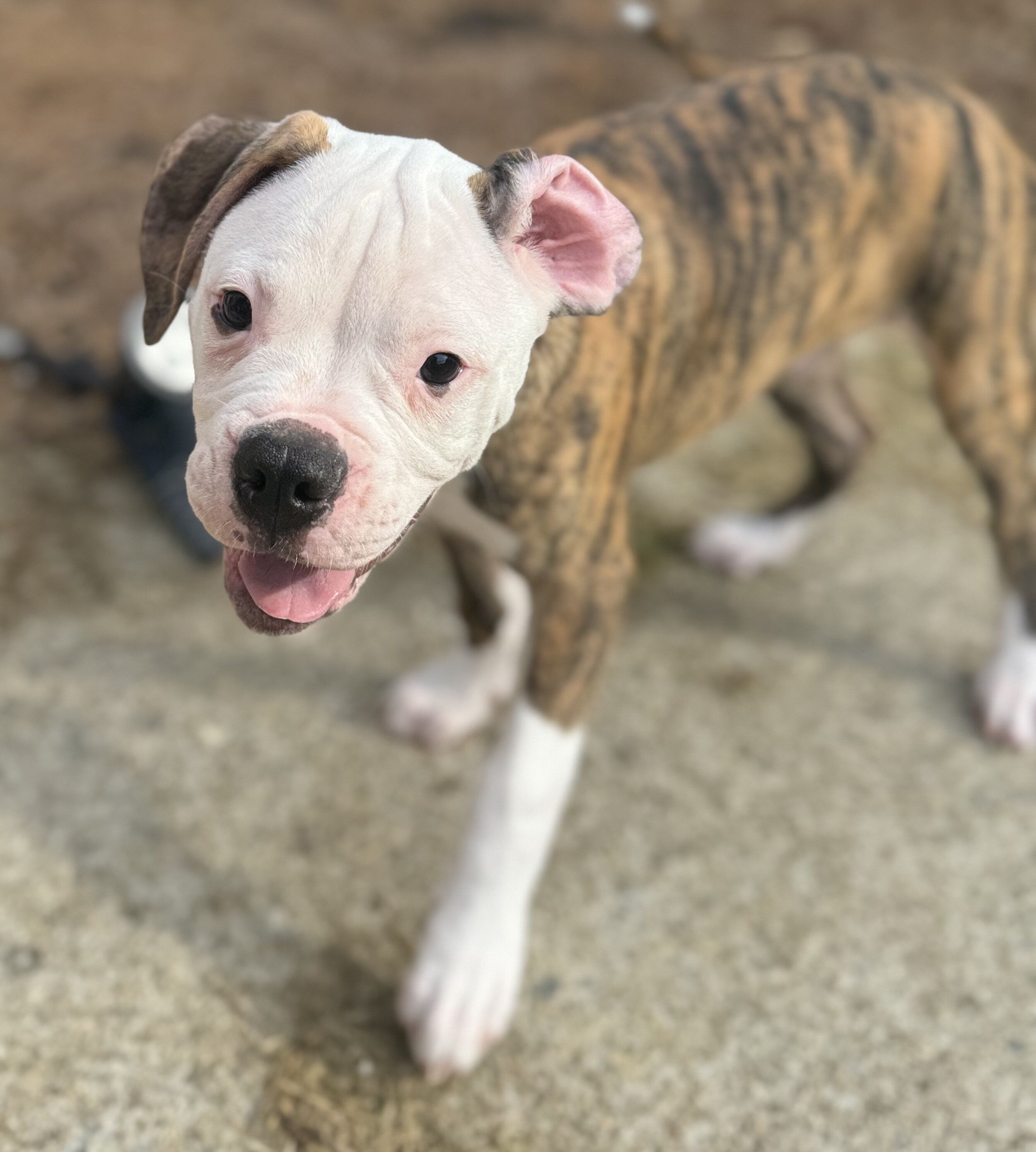 NKC American Bulldog Puppy, Bo — Our Sweet Little image 5