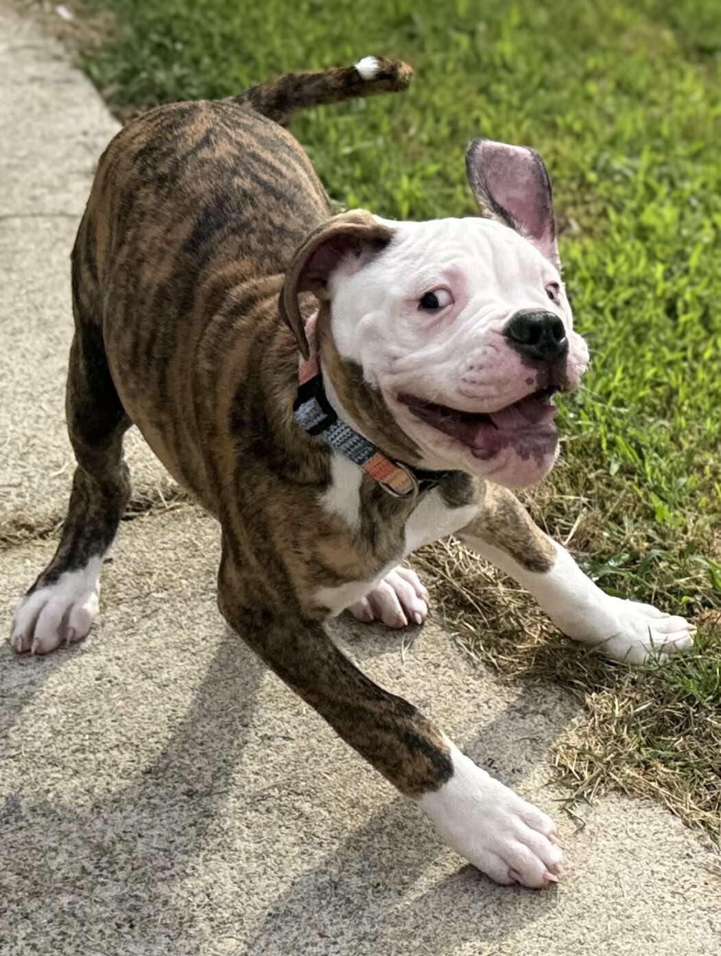 NKC American Bulldog Puppy, Bo — Our Sweet Little image 6