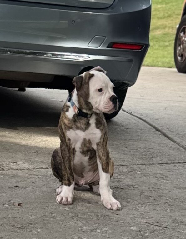 NKC American Bulldog Puppy, Bo — Our Sweet Little image 7