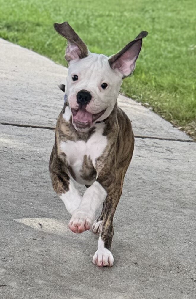 NKC American Bulldog Puppy, Bo — Our Sweet Little image 8