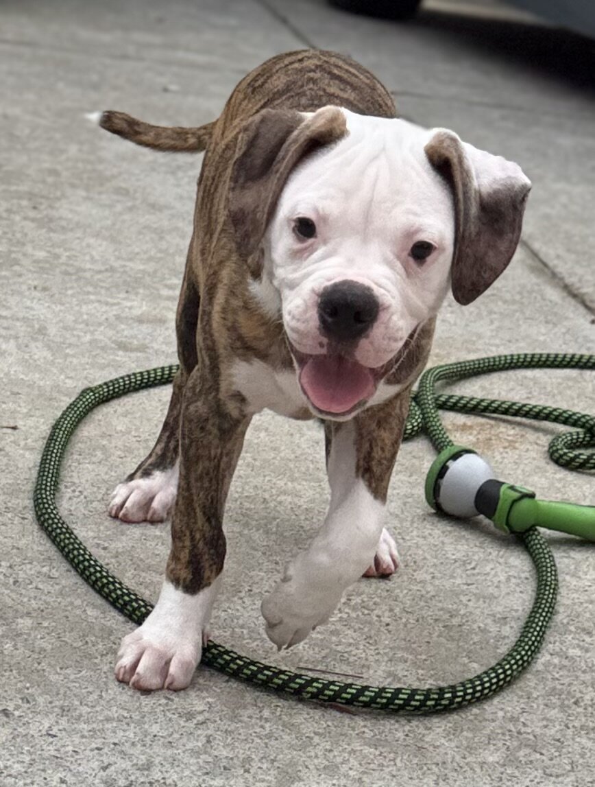 NKC American Bulldog Puppy, Bo — Our Sweet Little image 9
