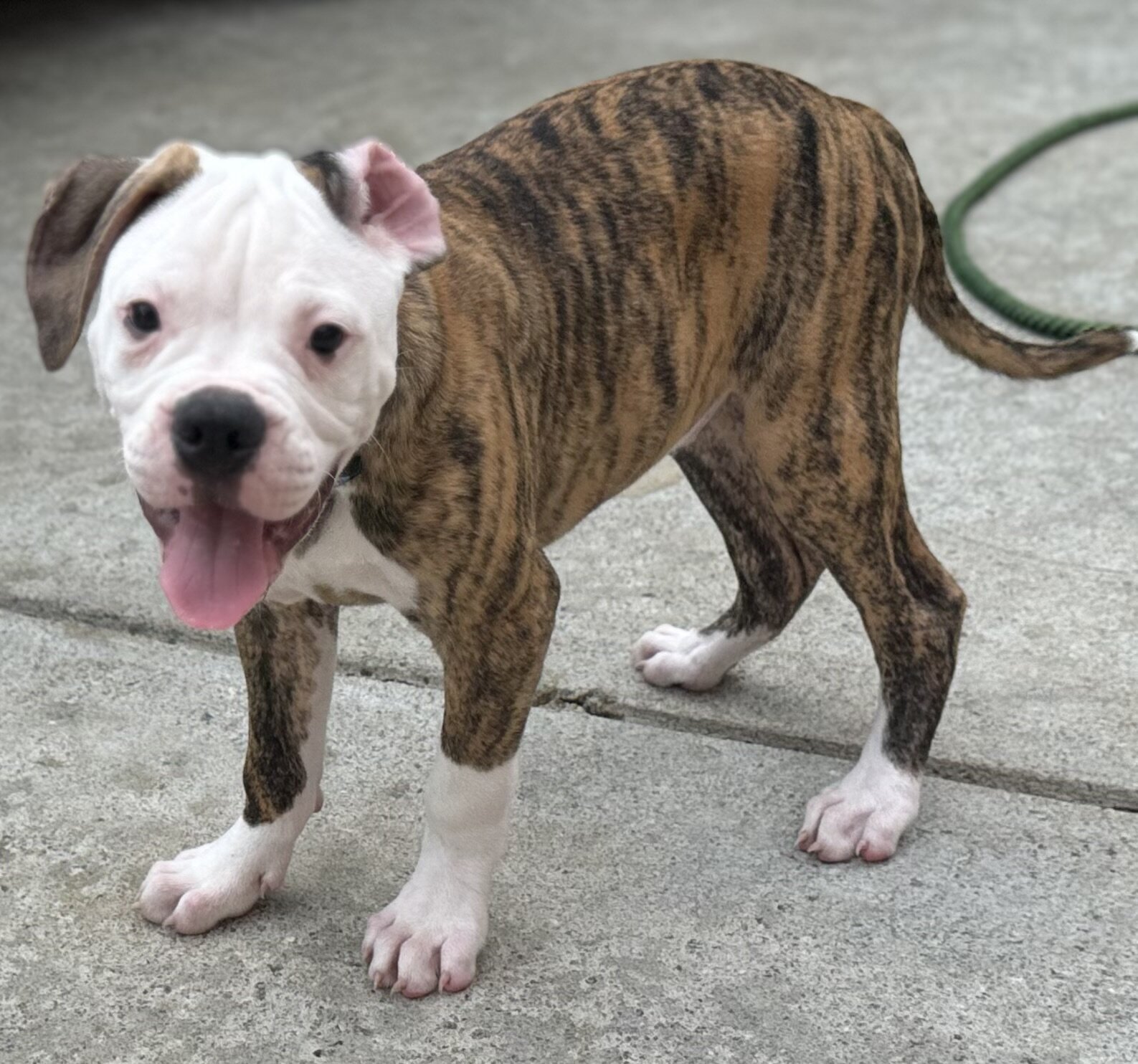 NKC American Bulldog Puppy, Bo — Our Sweet Little image 10