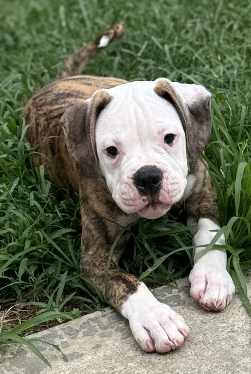 NKC American Bulldog Puppy, Bo — Our Sweet Little image 1