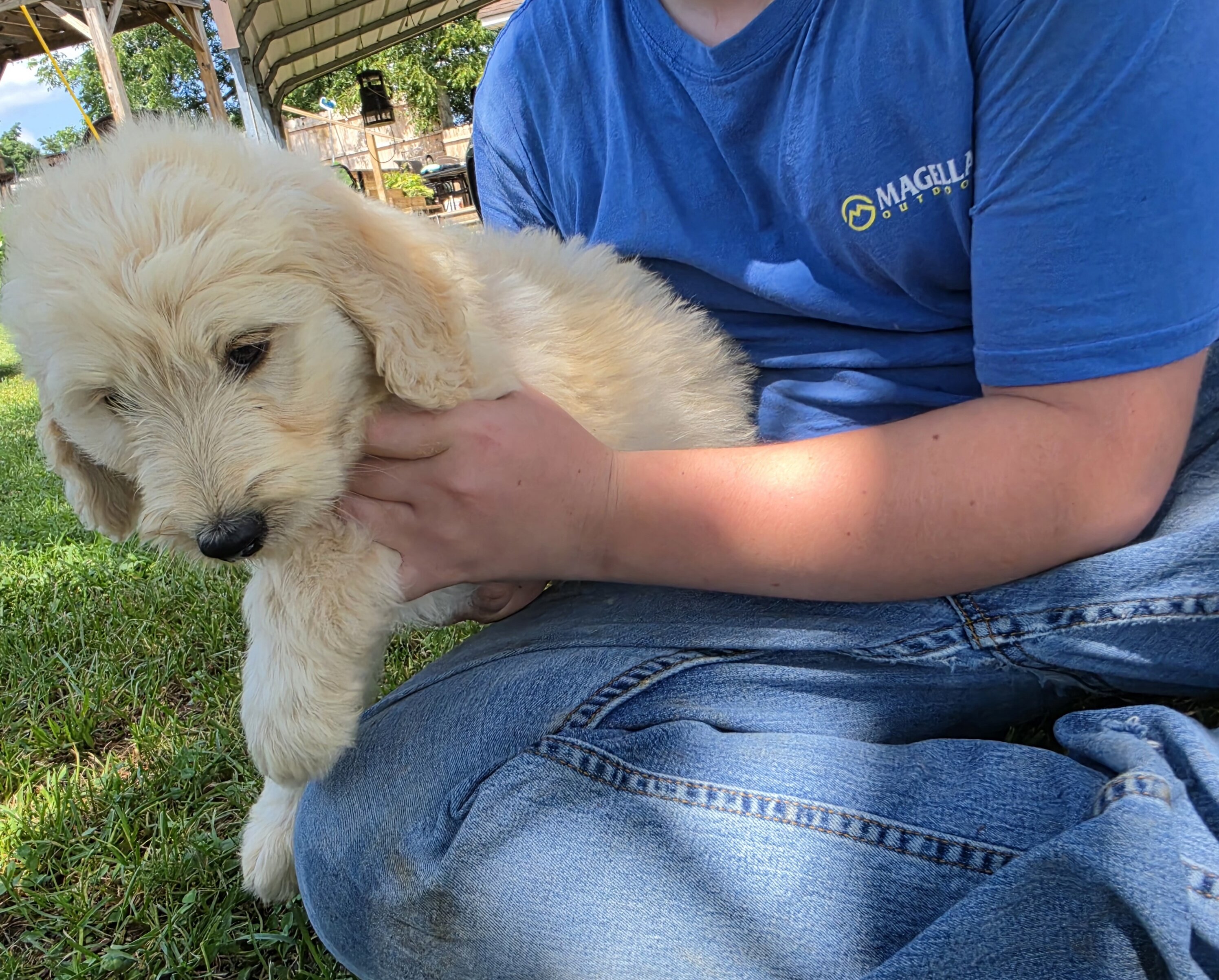 Goldendoodle Puppies image 3