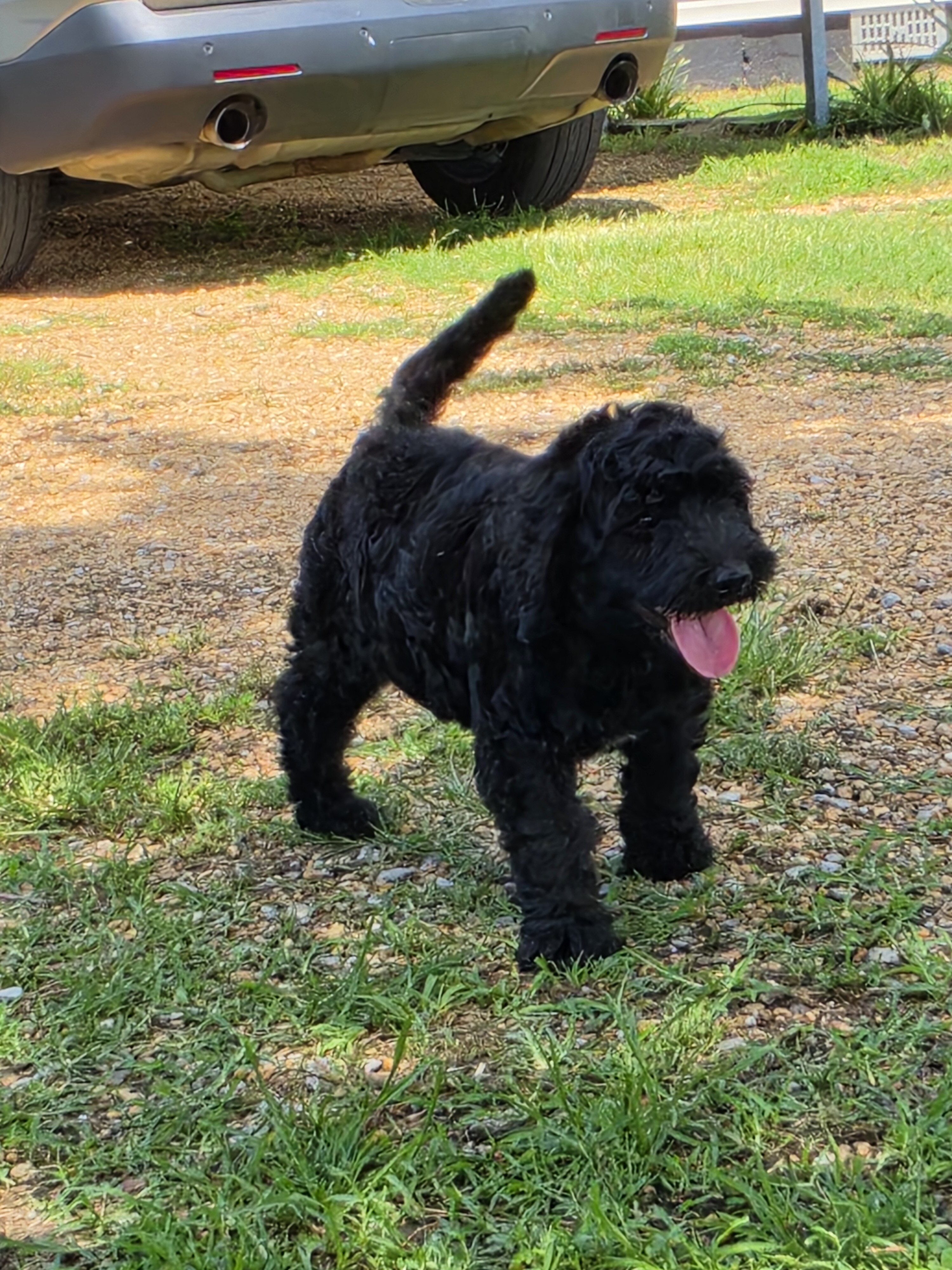 Goldendoodle Puppies image 2