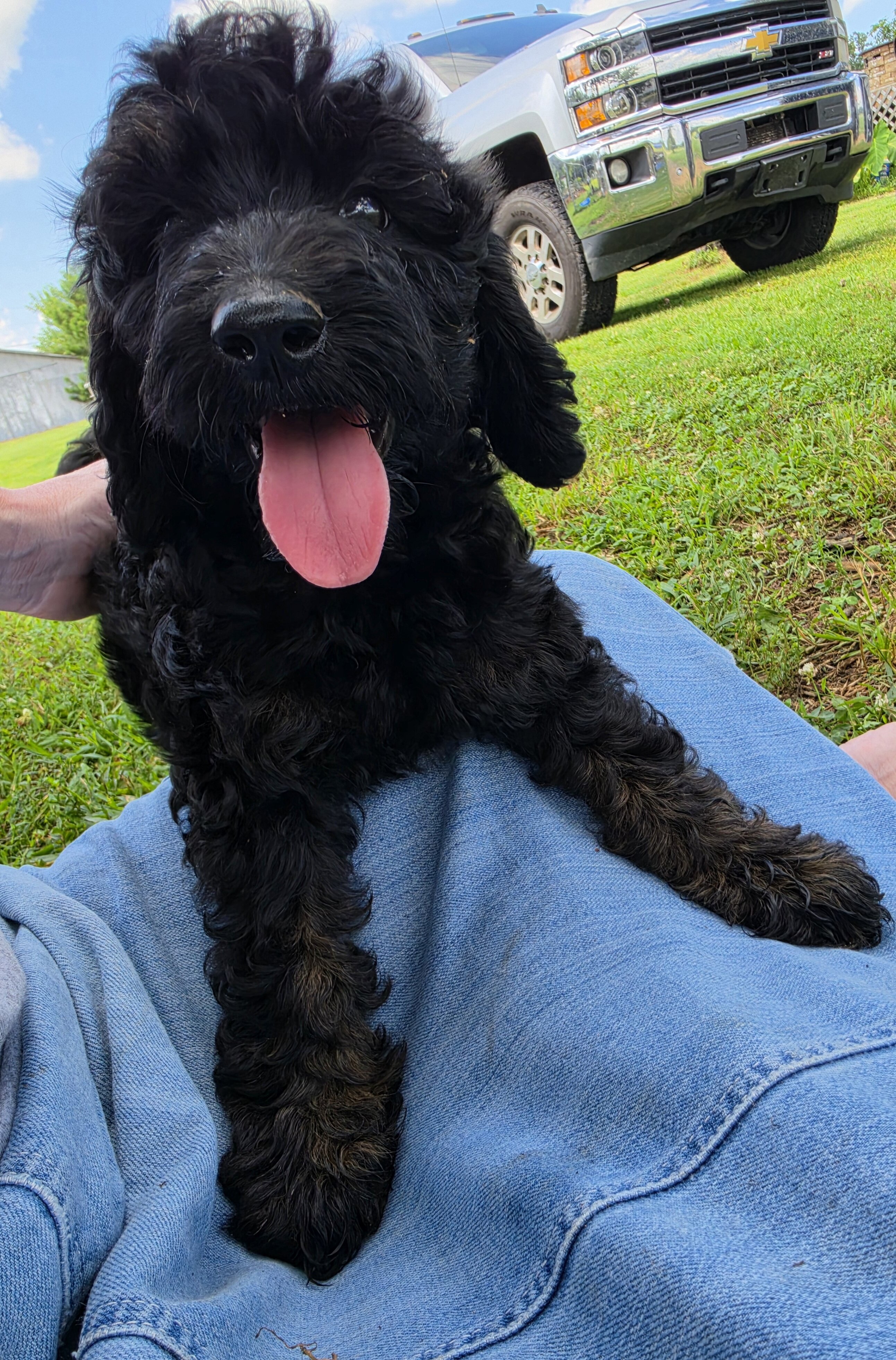 Goldendoodle Puppies image 4