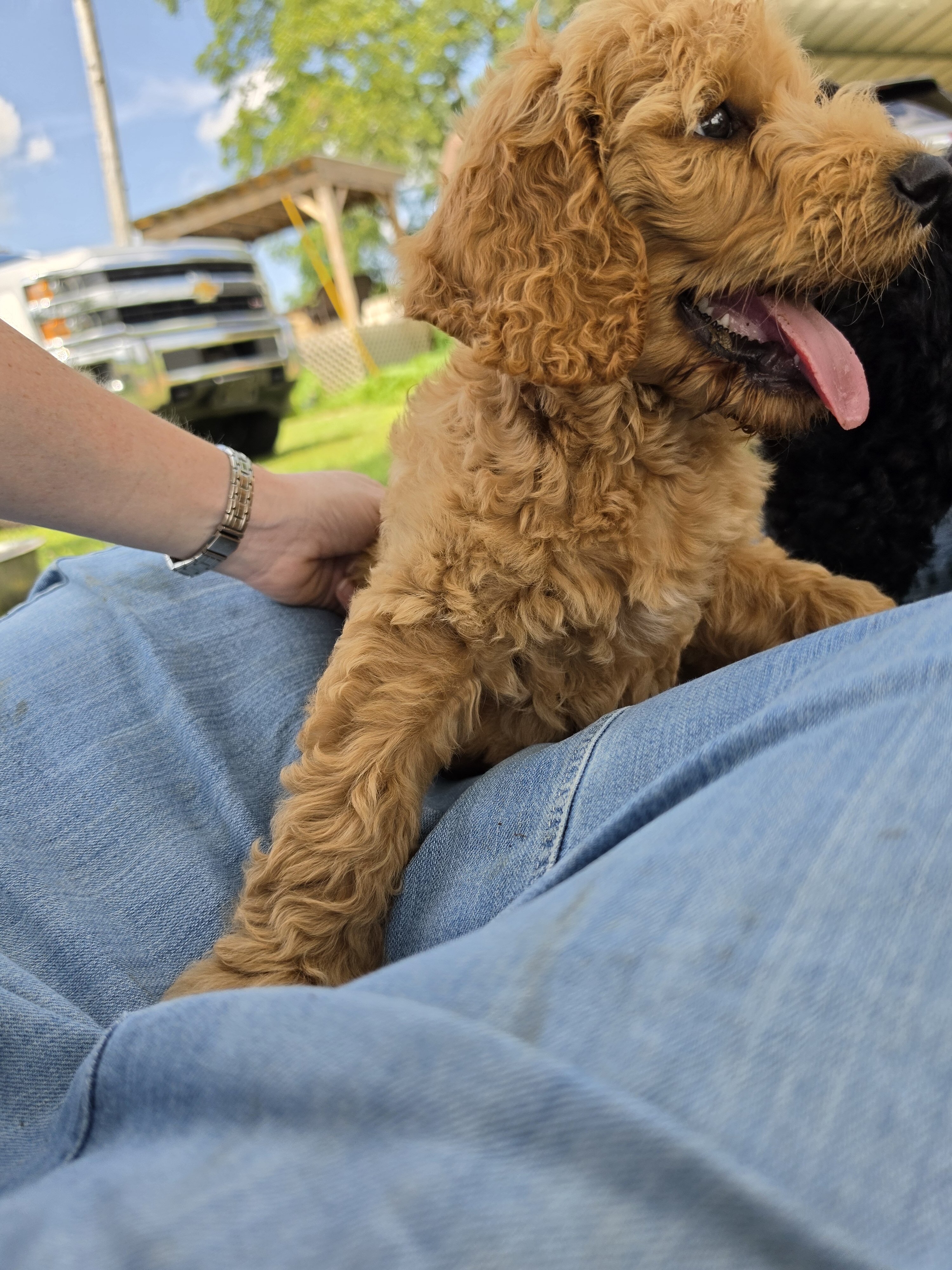 Goldendoodle Puppies image 1