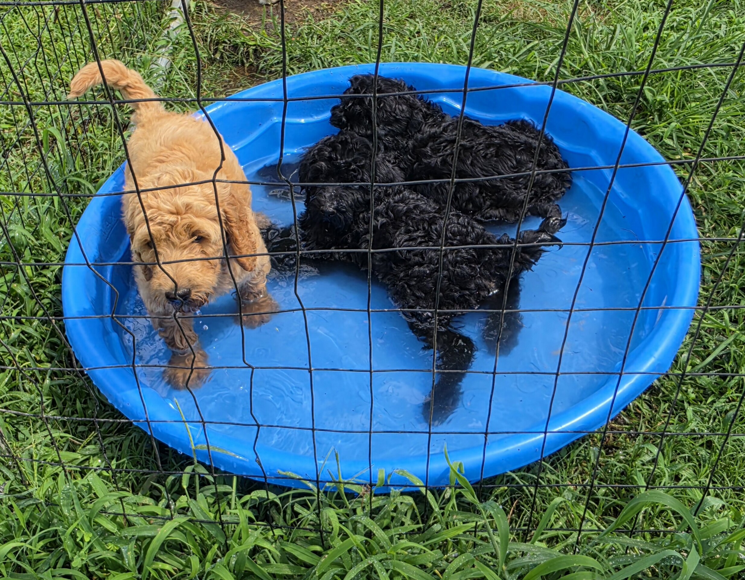 Goldendoodle Puppies image 5